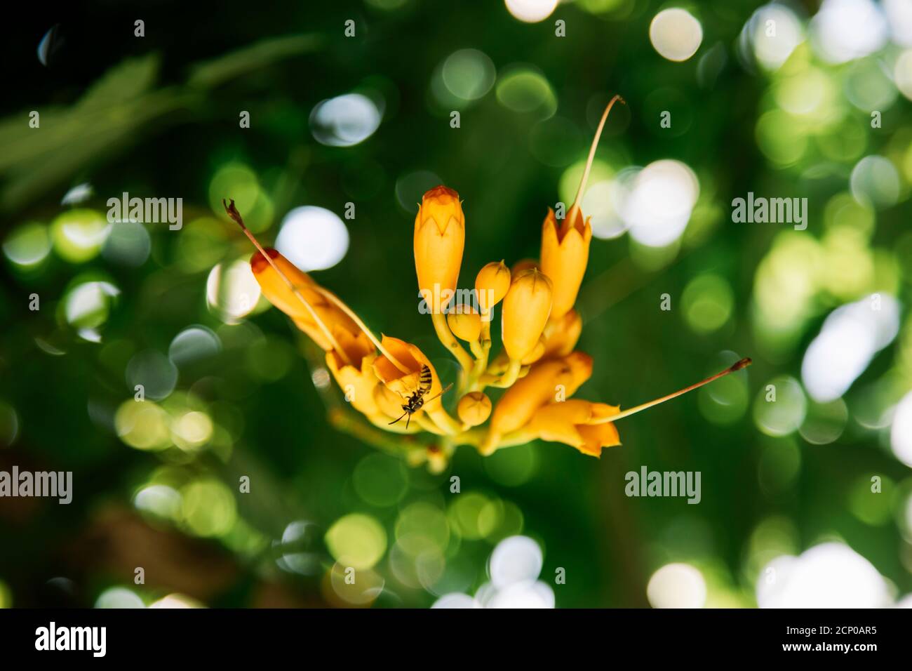 Amerikanische Klettertrompete im Botanischen Garten in Bielefeld, Nordrhein-Westfalen, Deutschland Stockfoto