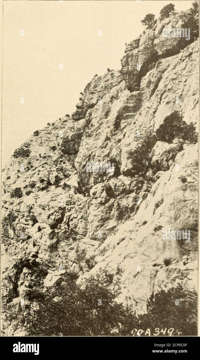 . Der Oöloge für den Schüler von Vögeln, ihren Nestern und Eiern. Typische Nesting-Klippe, die einen steilen Talushang am Fuß zeigt, und Nest des Goldenen Adlers fast genau in der Mitte des Bildes – Foto von F. C. Willard DER OOLOGIST. Blick auf die Klippe und das Goldene Adlernest gefunden 6. März 1910 – Foto von F. C. Willard 6 DER OOLOGIST beobachtet einen beim Stöcken. Er zündete oben auf einem halbtoten Wacholderbaum an, ging eilig auf einem toten Ast hinaus und zerriß mit seinem Schnabel einen Stock. Er trägt diesen Stock in seinem Schnabel so weit ich ihn sehen konnte, und geht nahe bei mir auf dem Weg zu seinem Nest vorbei. Ich watche Stockfoto