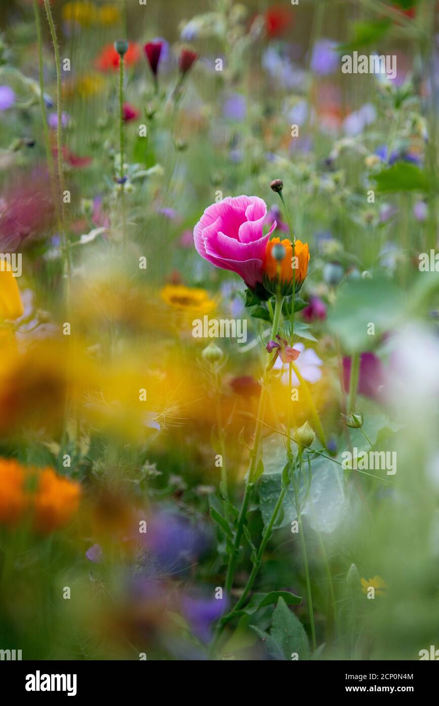Wildblumenwiese, Wildblumenwiese Stockfoto