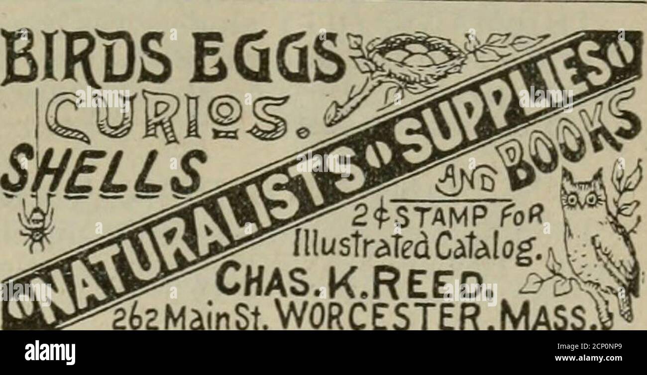 . Der Ruder . MLEY,COLLECTORS, RALEIGH, N. C. erstklassige Vogel- und Säugetierfelle und EgesReptilien und Batrachianer sowohl lebendig als auch in al-cohol. Vollständige Daten. Senden Stempel für Nrice li«ts DER NAUTILUS. Ein Monat, der den größten« der Kon-Chologists gewidmet ist. Herausgegeben und veröffentlicht bv H. A Pils-bry. Akademie der Naturwissenschaften und C WJohn.son. Wagner Free Institute. Philadelphia.Pa Senden für Beispielkopie. MUSCHELN. Koralle. Mineralien... ;• ^^^^* Eier, und Skins, Fossilien.■;VVVV UU.Naturalists- Supplies. Präparatoren.■^^^^^^ Katalog. 2c. C. F. CARR. NeuLondon. Wis. AGENTEN WOLLTEN. Etwas Neues»ich vollständige Angaben. Eins Stockfoto