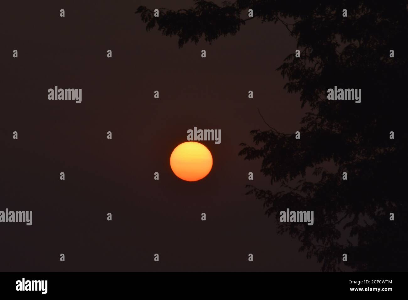 Nebliger, rauchgefüllter Himmel von kalifornischen und Oregon Waldbränden, mit surrealer, untergehende Sonne durch Baumzweige, Browntown, Wisconsin, USA Stockfoto