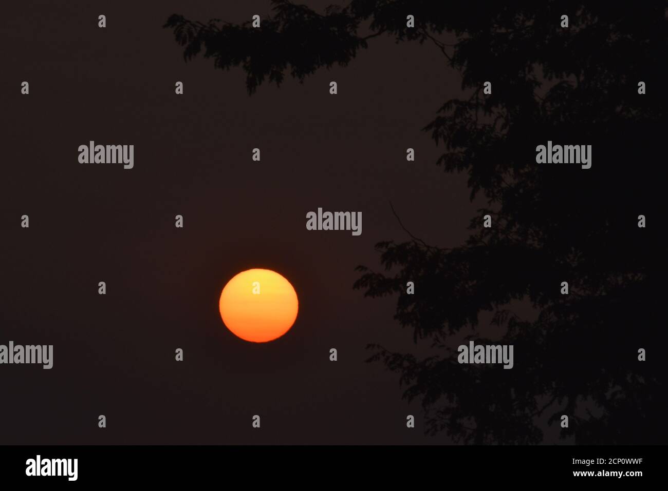 Nebliger, rauchgefüllter Himmel von kalifornischen und Oregon Waldbränden, mit surrealer, untergehende Sonne durch Baumzweige, Browntown, Wisconsin, USA Stockfoto