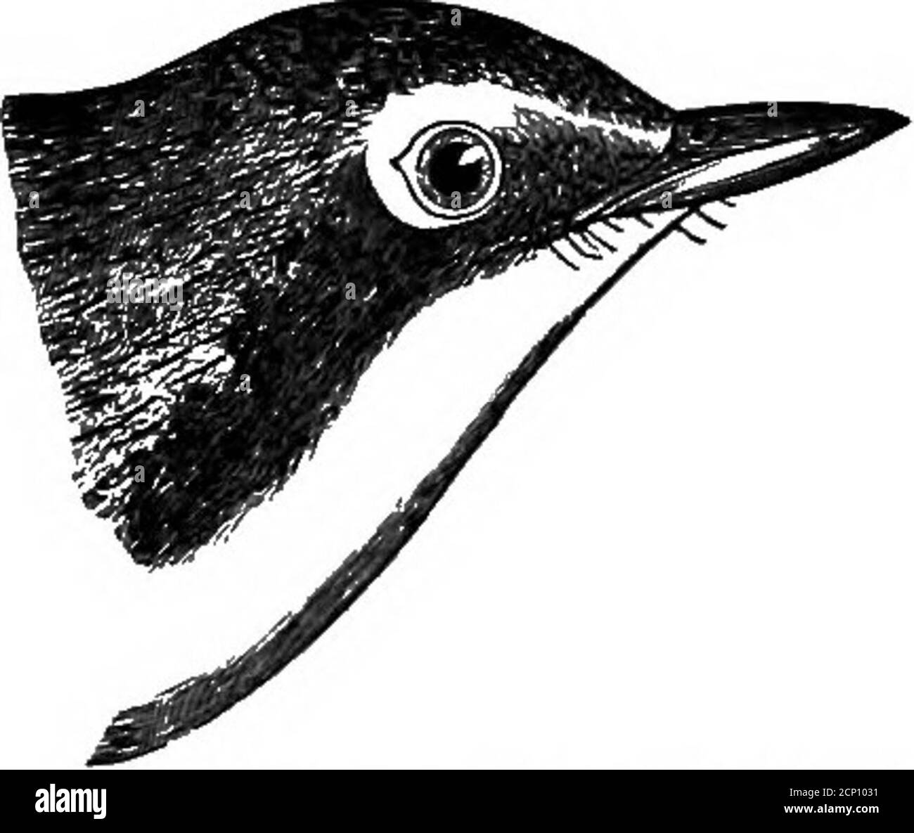 . Schlüssel zu nordamerikanischen Vögeln. Mit einer kurzen Darstellung aller Arten von lebenden und fossilen Vögeln, die derzeit vom Kontinent nördlich der mexikanischen und US-amerikanischen Grenze bekannt sind, einschließlich Grönland und Niederkalifornien, mit denen die allgemeine Ornithologie integriert ist: Eine Übersicht über die Struktur und Klassifizierung von Vögeln; Und Bereich Ornithologie, ein Handbuch des Sammelns, Vorbereitung und Erhaltung von Vögeln . rnis, ein Vogel: Unter Hinweis auf die Fülle von 0. Agilis in der hohen.) Bush Warblers. Bill von gewöhnlichen Sylvicoline Zeichen. Eichalborsten kurz, aber offensichtlich. Flügel spitz, viel länger Th Stockfoto