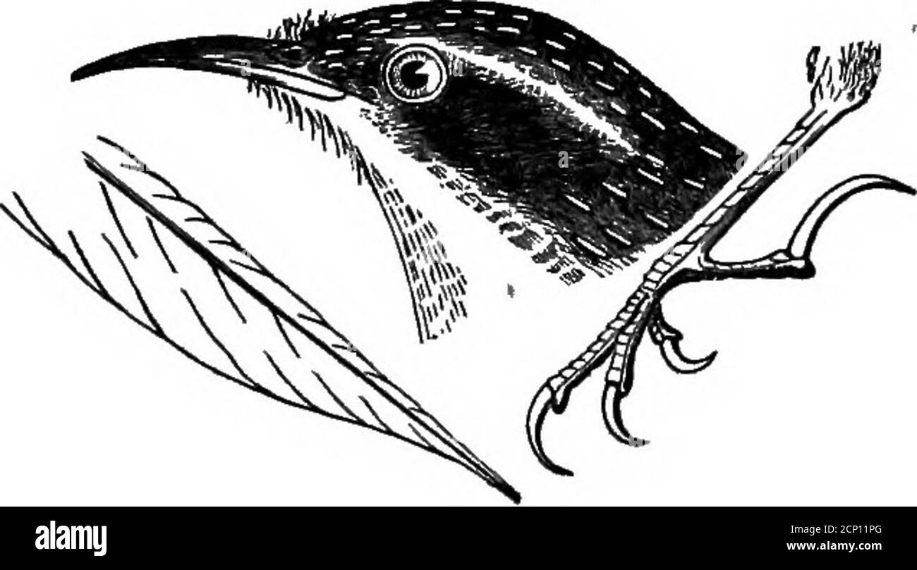 . Schlüssel zu nordamerikanischen Vögeln. Mit einer kurzen Darstellung aller Arten von lebenden und fossilen Vögeln, die derzeit vom Kontinent nördlich der mexikanischen und US-amerikanischen Grenze bekannt sind, einschließlich Grönland und Niederkalifornien, mit denen die allgemeine Ornithologie integriert ist: Eine Übersicht über die Struktur und Klassifizierung von Vögeln; Und die Feldornithologie, ein Handbuch des Sammelns, der Vorbereitung und der Erhaltung der Vögel . d nach unten, wie die Aktatschen. Legen Sie numer-ous weiße, gesprenkelte Eier in den knotholes; sind nicht regelmäßig wandernd; haben leichte saisonale oder sexuelle Änderungen des Gefieders; sind hauptsächlich insec Stockfoto