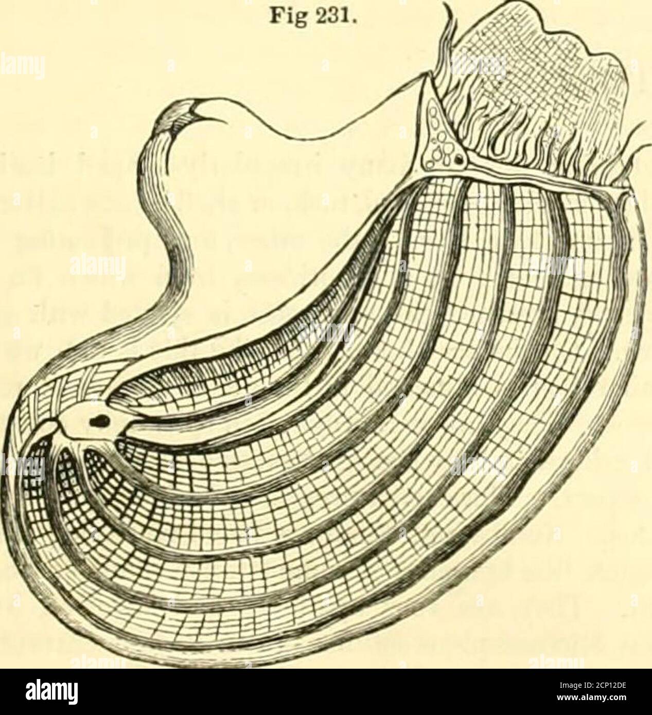 . Das Museum der Naturgeschichte, mit einleitenden Essay über die Naturgeschichte der Urwelt : Ein populäres Konto der Struktur, der Gewohnheiten und der Klassifizierung der verschiedenen Abteilungen des Tierreiches seiend, Vierfüßler, Vögel, Reptilien, Fische, Muscheln und Insekten, einschließlich der Insekte, die zur Landwirtschaft zerstörend sind. Er liefern Gegenstände für das Kabinett des Sammlers, noch Materialien für die Spekulation des thegeologist. Eine Geschichte von Weichtieren wäre jedoch unvollkommen ohne eine Darstellung dieser schalenlosen Weichtiere, wie Cuvier sie nennt. Die Tunicalaor Tunicaries dann, ma Stockfoto