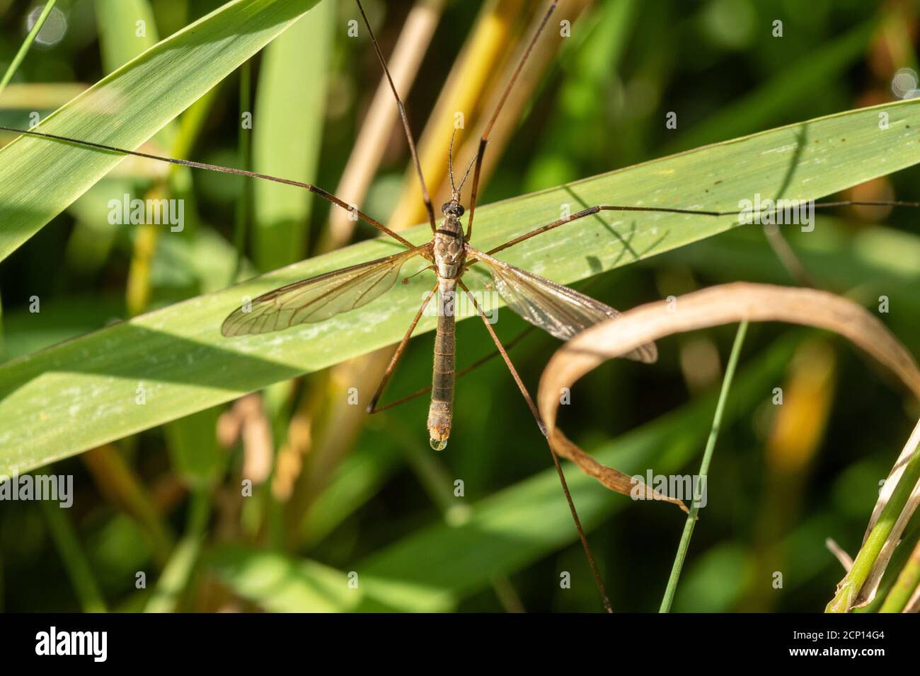 Kranichfliege (kranefly, auch Daddy Longlegs genannt, ein Insekt aus der Tipulidae-Familie der Fliege oder Diptera), Großbritannien Stockfoto