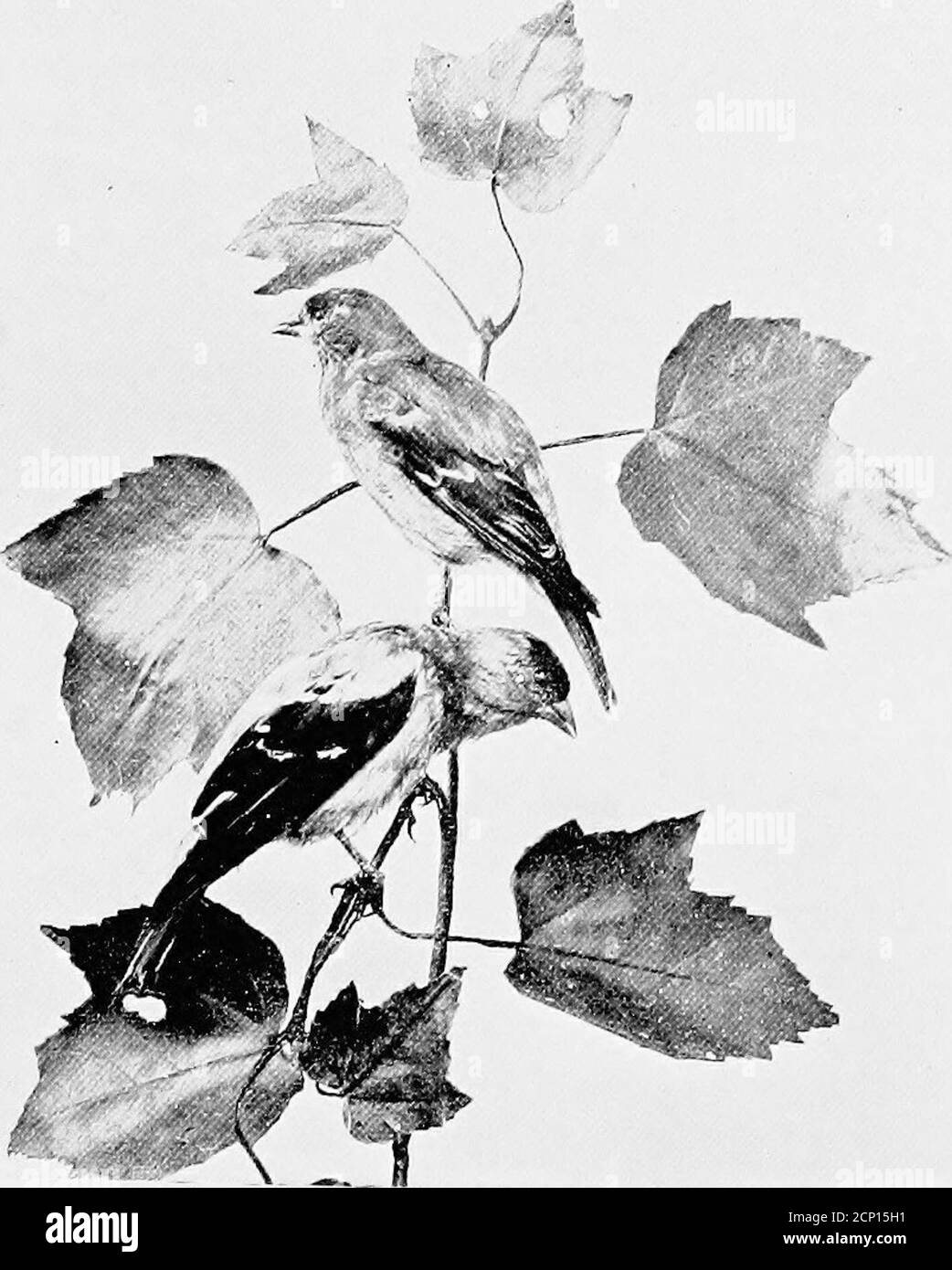 . Der Vogelkalender . rity, der erzählt, dass er, als er eines Tages sein Zimmer aufsuchte, erschreckt war, eine Wachtel auf seinem Bett zu suchen, die, wie er vermutet, dort Zuflucht genommen hatte, um vor einem Falken zu fliehen.das Argument verliert seinen Rand durch die zusätzliche Bemerkung, Als die Schreiber hereindeisten, begann der erschreckt und verwirrte Vogel sofort zum Fenster! Ein muntervernünftiges und undankbares Geflügel! Der amerikanische Goldfink in seinen Sommerkleidern von leuchtendem Gelb, mit einer schwarzen Kappe und schwarzen flügeln mit Weiß, ist einer der Mostshowy der Finken, und leicht für Awarbler verwechselt. Beim Singen pref Stockfoto