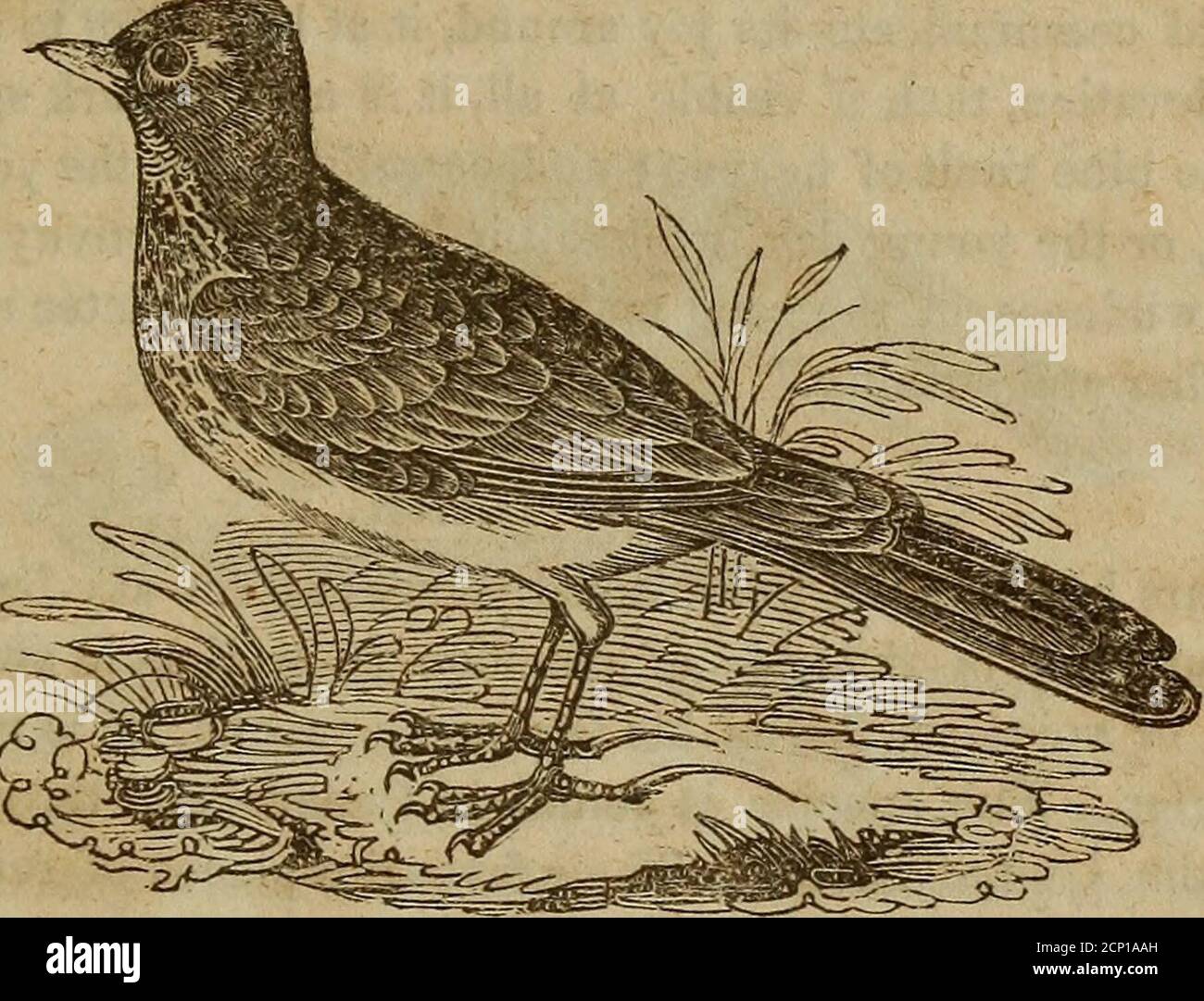 . Ein Buch der Ornithologie, für die Jugend. Umarmende Beschreibungen der interessantesten und bemerkenswertesten Vögel in allen Ländern, mit besonderen Hinweisen auf amerikanische Vögel . Gin-Anteil, und dass das Weiß an der Spitze und Außenkante der äußeren Schwanzfedern nicht so auffällig ist. Dieser Vogel ist für seine Anmut, ob auf dem Boden oder auf dem Flügel, semarkable. Es gibt eine eigentümliche Formation *die Sperlinge, Finken, Indigo-Vogel, Goldfinken, Kanarienvogel, Linnets und viele andere gehören zur Finch-Gattung, die mehr als 100 Arten enthält. EUROPÄISCHE LERCHE. 37 in seinen Füßen, was ihm eine großartige Einrichtung gibt Stockfoto