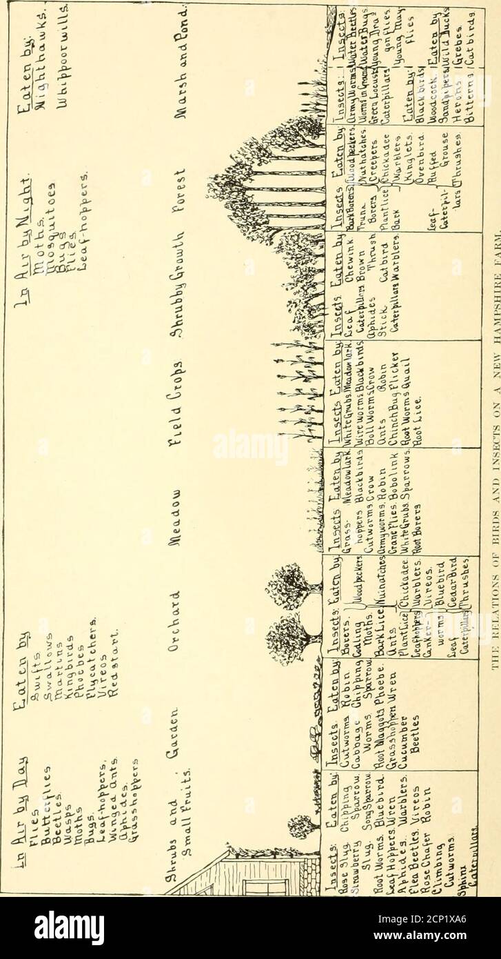 . Vögel in ihren Beziehungen zum Menschen; ein Handbuch der wirtschaftlichen Ornithologie für die Vereinigten Staaten und Kanada . X. – die Warblers und die Vireos 112 XI. – die Shrikes, Wachsflügel, Schwalben und Tanager . . 122 XII. – die Finken und Spatzen 132 XIII. – der englische Spatzen 144 XIV. – die Oriolen, Amseln, Krähen und Jays 156 XV. – die Fliegenfänger, Brummen-Vögel, Swifts und Nachtwächter 174 XVI. – die Spechte, Eisvögel und Kuckucke 181 XVII. – die Eulen 195 XVIII. – die Hawks, Eagles, 205 Kites Die Tauben, das Grouse und die Landvögel 219 XX. – die Wasservögel 239 VII viii INHALT KAPITEL SEITE XXI. – T Stockfoto