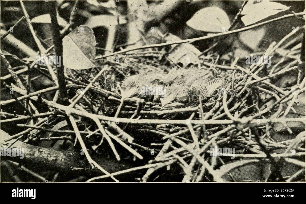 . Kamerastudien von Wildvögeln in ihren Häusern. Abb. 133. GELBE SCHEINE – NUR SCHLÜPFEN. Kuckucke lieben die Raupen des Zeltes sehr, tatsächlich fressen sie mehr von diesen haarigen Kreaturen als alle anderen Vögel zusammen. Eines Tages sah ich einen Schwarzschnabel-Kuckuck neben einem großen Raupennest sitzen. Er würde ein paar Anmerkungen aussprechen und dann ein paar Raupen essen. Offenbar beabsichtigte er, bei seinem Fund zu bleiben, bis sie w^ere alle weg. Nach einer Weile hetook einer in seinem Bill und flog in ein Dickicht ein kurzes Stück entfernt. In ein paar Augenblicken war er wieder zurück und nachdem er sich eine Weile lang^ weg ging er mit einem anderen Mo Stockfoto