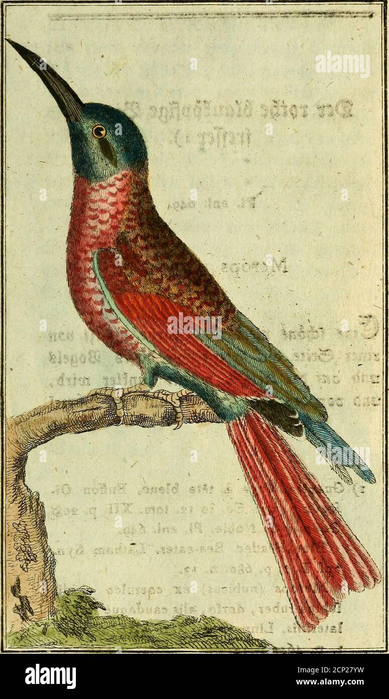 . Herr von Buffons Naturgeschichte der VöGel StöÃel ö€ ©€ Roö € ià € je Länge, ber breit soll unbac&tfien lange glügel cjjroanj &ej?eljl au € ©€ * € beifeinahe gleichen Küberfebern, unb^fétfér féfén d'»f F&F F J'F Set 3*8 2>er wtfyt M<xuBpfi senen?(reffet i). â i. VI. enl. 649. Merops nubicus* on ber anbem (Seife auf bem SBörjel 11 NB i) Gaepier Rouge a te bleue. Buffon Oi-feaux S. 506. Hrsg. 12. toro. XII. S. 20g?Guepier Stockfoto