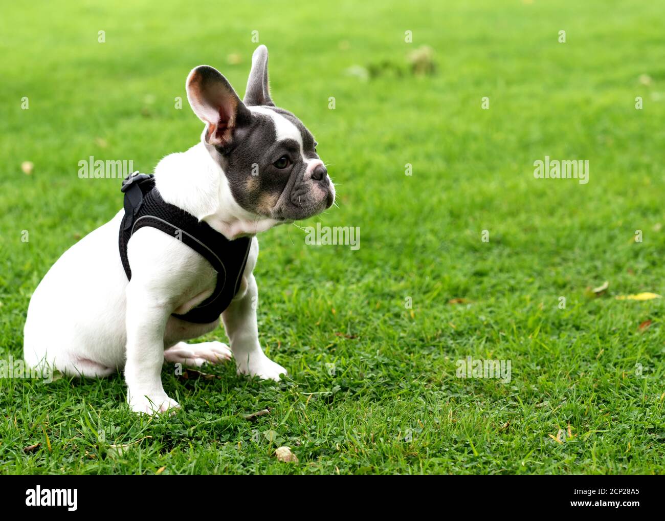 Welpe von White French Bulldog für einen Spaziergang sitzen Im Sommer auf dem Rasen Stockfoto