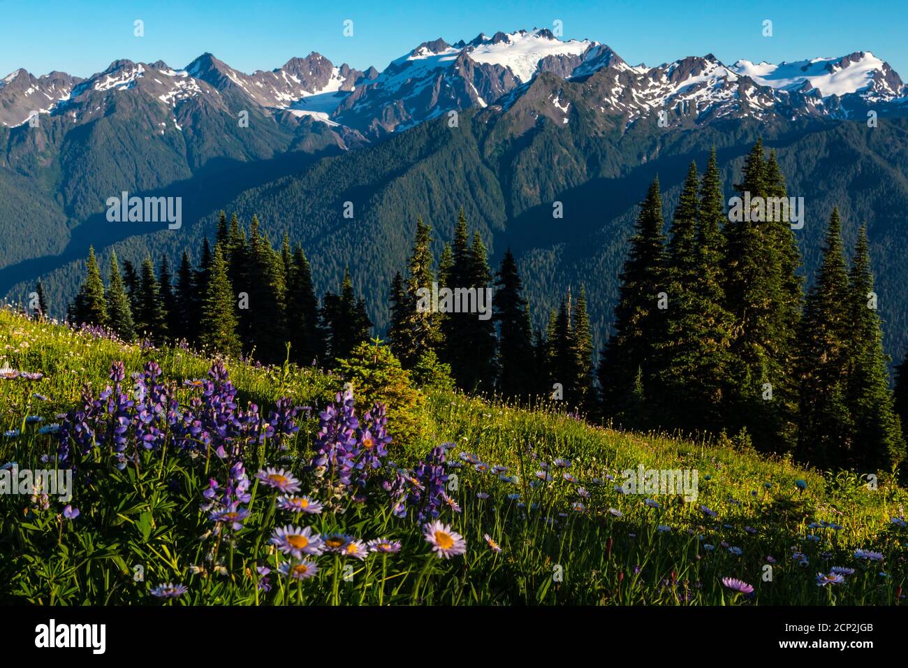 Mount Olympus über Lupine und Aster Blumen auf High Divide, Olympic National Park, Washington, USA. Stockfoto
