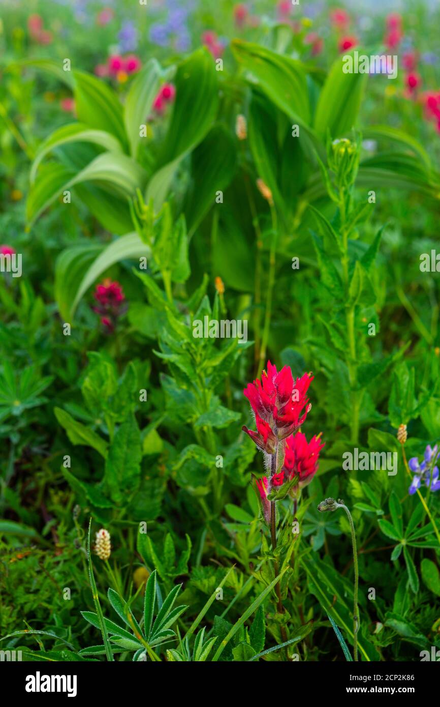 Paintbrush steht auf dem Naches Peak Trail im Mount Rainer National Park, Cascades, Washington, USA. Stockfoto