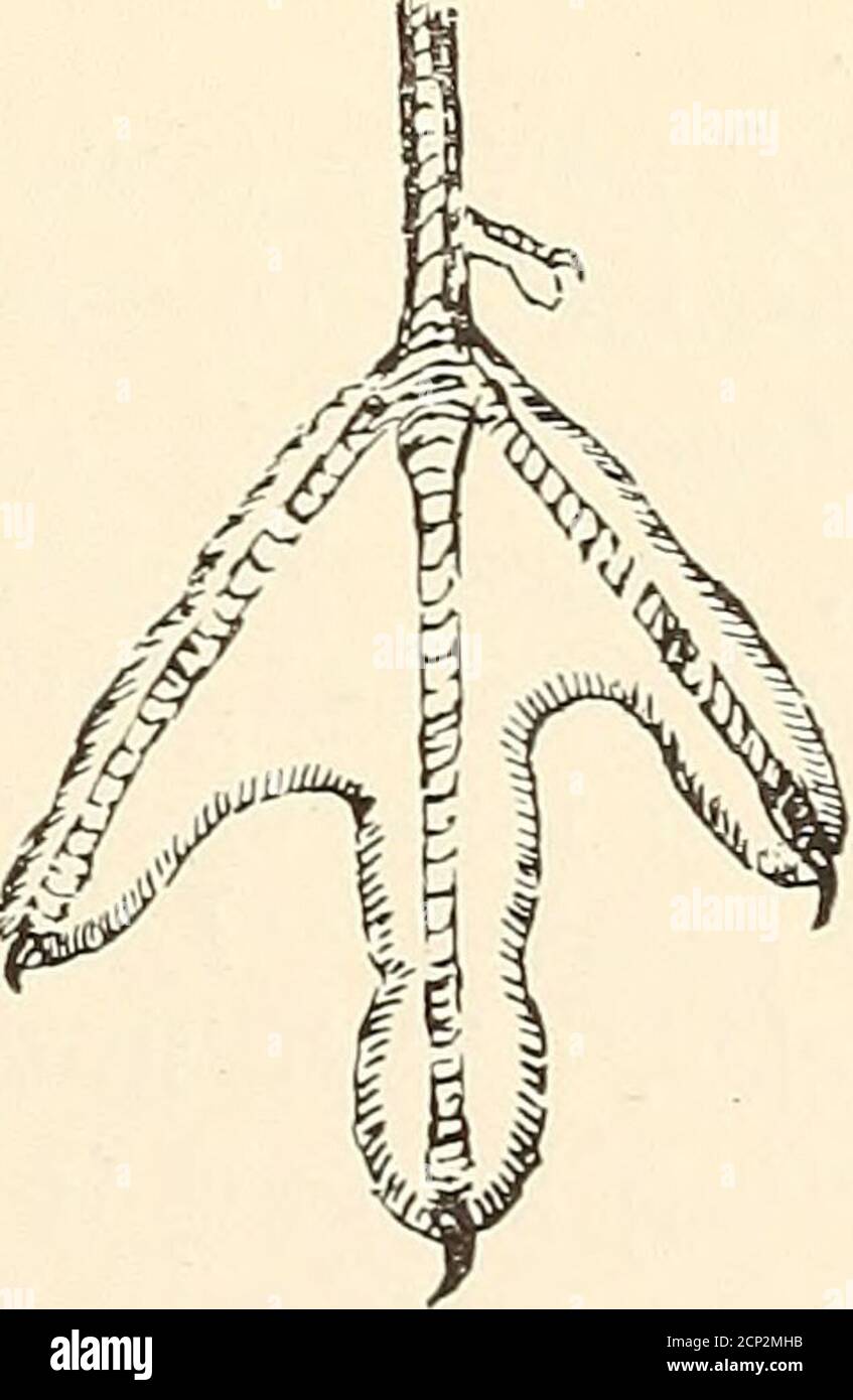 . Ein praktisches Handbuch der britischen Vögel . Kopf des Jungfraues und Fuß des Grauen Phalaropes (Phalaropus fulicarius). Über Ulnar und unregelmäßigem Fleck entlang des Femurtraktes samtig-schwarz; Fleck auf der Seite der Tibia rußig-schwarz; Rest der oberen Teile und Seitendes Körpers mit schwärzem, zimfarbenem und buffisch-weiß gefärbt; über Loren zu einer schmalen schwarz-braunen Linie; Schwärzlicher Fleck auf Ohrdeckeln; Wangen, Halsseiten, Kinn und Kehle und Tibia-Innenseite gelblich-weiß, unten rußig-schwarz an der Basis und tippedsame; verbleibende Unterteile gräulich-weiß, unten rußig-schwarz atbase. 640 EIN PRAKTISCHER HANDBOO Stockfoto