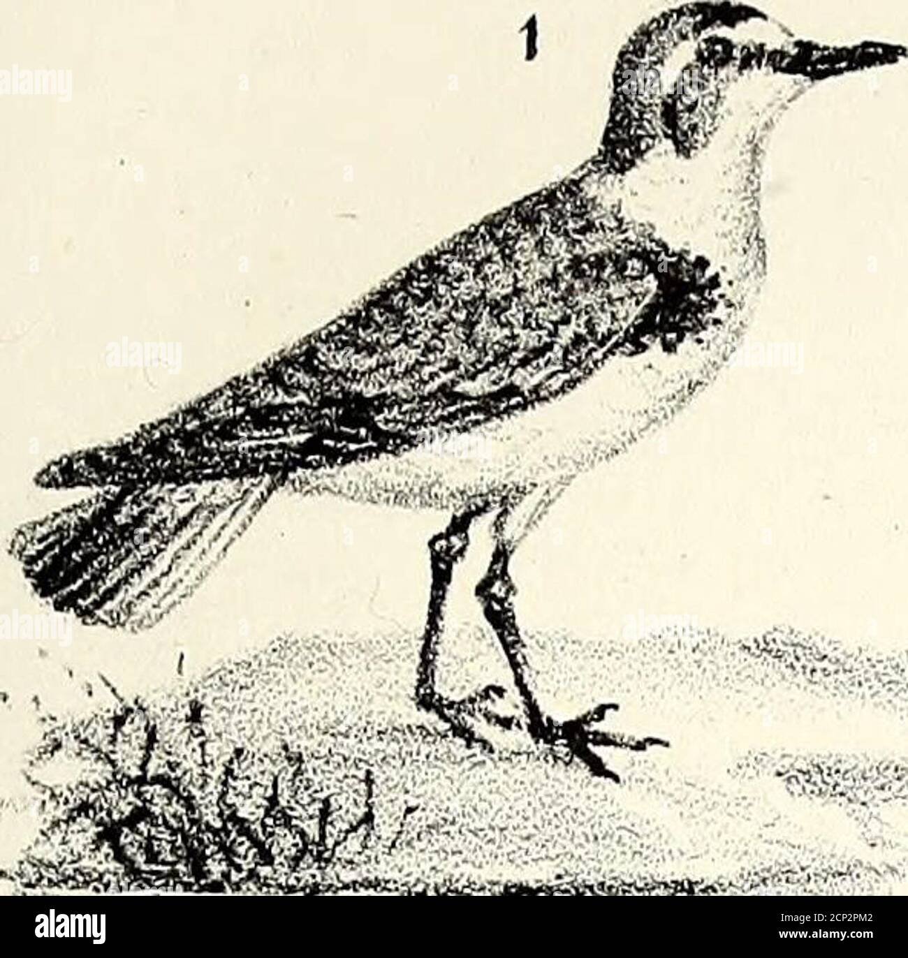 . Ornithologie de la Savoie, ou, Histoire des oiseaux : qui vivent en Savoie a l'état sauvage soit constamment, soit passagèrement . collier au Bas de la nuque, la Gorge, le devant ducou et toutes les parties inférieures du corps dunblanc de neige. Il est noir sur les lorums, au sinci-put et sur les côtés de la poitrine, puis taché denoirâtre sur une Partie de la région parotique; lereste de la tête est dun Roux clair, et le dessus ducorps dun cendré brun nuancé çà et là de rous-sâtre, surtout aux ailes. Les rémiges sont brunes,et leurs iges blanches; les deux rectrices exté-rieures, de cette Stockfoto