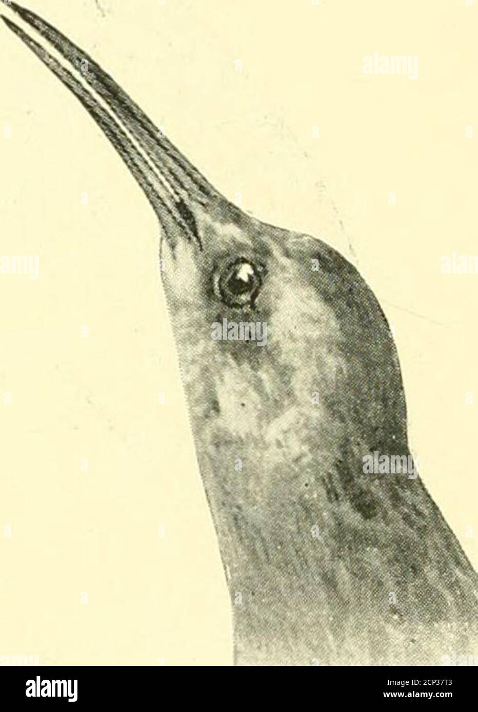 . Jagd und Angeln in Florida, einschließlich eines Schlüssels für die Wasservögel bekannt, in dem Staat auftreten. Rallye elegans. Kallus virginianus. Diese Art bewohnt die Sümpfe von Ost-Vereinigte Staaten von New Enghmd südwärts. Es ist nicht ungewöhnlich in Florida, wo es brütet. Die Eier sind im Allgemeinen von neun bis zwölf, blass bräunlich weiß, mit rötlich braun gefleckt. SCHLÜSSEL ZUM WASSER IJIRDS VON FLORIDA. 265 RALLYE VIRGINIANUS ////// .Virginia Rail. Erwachsene: Havint; somewliat das Aussehen eines sehr kleinen Kini;- Schiene; obere Teile sind dunkel oder schwärzlich; Federn, die mit graubraun umrandet sind; Flügel b Stockfoto