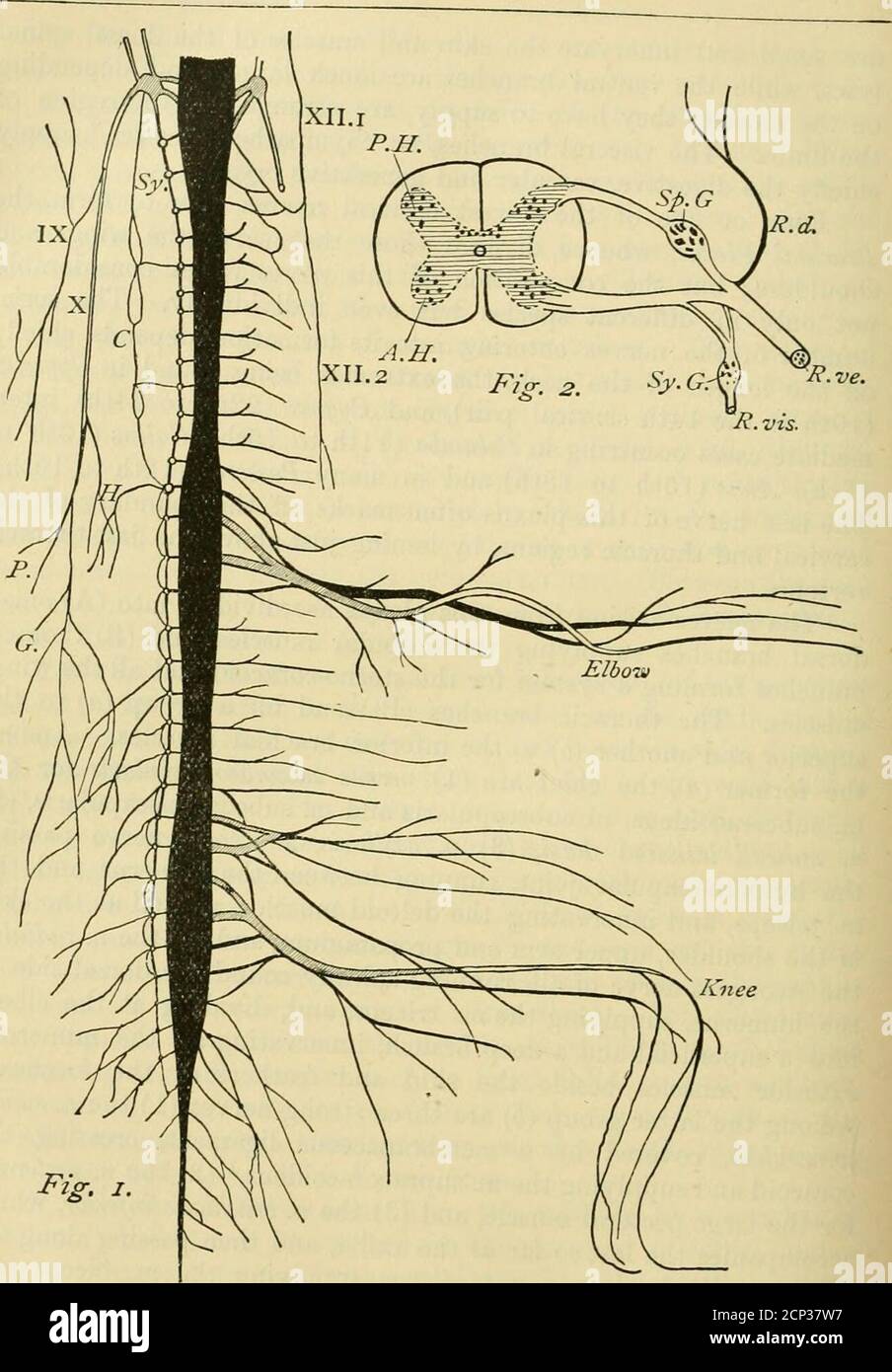 . Ein Vogelwörterbuch . das die zahlreichen äußeren Muskeln neben der Haut und den Federn der Stirn hervorsticht. Zu der letzteren Gruppe (b) gehören drei starke Nerven (1) der n. supra-coracoideus, der von einem membranaceous Band bedeckt ist, den Ekorakoid kreuzt und den M. supracoracoideus versorgt,^ (2) der n. pectoralis für den großen Brustmuskel, Und (3) travel n. brachialis inferior, daser travel letzte so weit wie travel Axilla begleitet, und dann entlang theumerus teilt sich in einen n. medianus und liefert travel m. biceps undtravel radiale Seite des Unterarms und der Hand, und ein n. ulnaris, sendingseveral Zweige Stockfoto