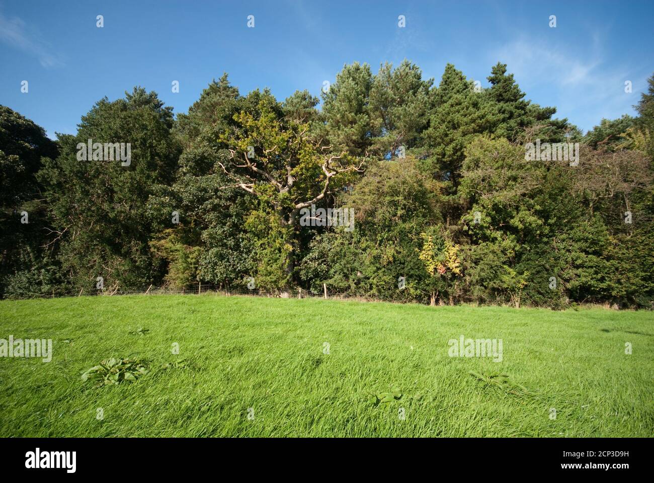 Prestbury Farmland neben der Chelford Road Stockfoto