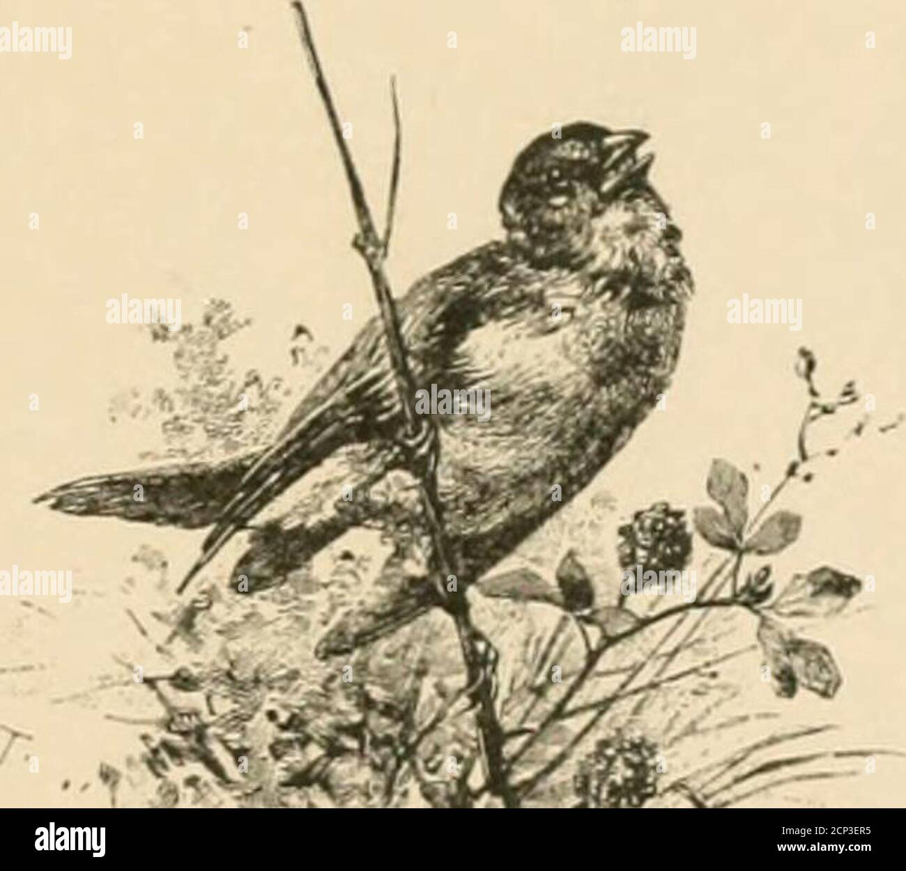 . Singvögel und Jahreszeiten . BOSTON E S T E S UND L A U R I A T Copyright, 1888, von Estes und Lauriat. Pkhsswokk hy Juiiin Wilson und Son, Lmvkksitv Press. LISTE DER ABBILDUNGEN. SYMPHONIE DES FRÜHLINGS. PAOK Border Goldfinch, Bullfinch, Grünfink, Warblers ix Headpiece das Konzert xi Initial Illusti-ation Finch in seinem Laub xi Tailpiece Wren xvi DER FINCH. Border Junge Finken 1 Kopfstück und Initialillustration Finch ruft seine Kleinen .... 3 Fidl-Seite Illustration .... Der Fink und sein Nest 7 Rückenteil der Fink der Ardennen 10 DER WALDSÄNGER. Border Young Warblers 11 Kopfstück und Initial Illust Stockfoto