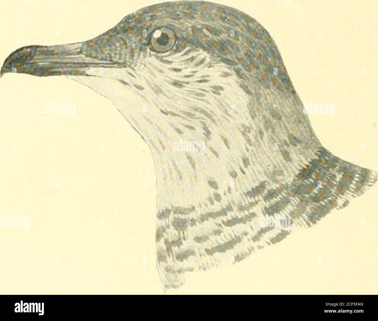 . Jagd und Angeln in Florida, einschließlich eines Schlüssels für die Wasservögel bekannt, in dem Staat auftreten. Stercorarius parasiticus (arlult). Stercorarius parasiticus (unreif). 5TERC0RAR1U5 L0NQICAUDU5 llcill.long=Tailed Jaeger. Länge von l^ase des Hakens am Ende des oberen Unterkiefers (unguis) bis zu frontalen Federn weniger von unguis bis zur Spitze des oberen Unterkiefers; tarsus blau in frisch getöteten Exemplaren, füßschwarz. Erwachsene ■ oben schief grau: Oberseite und Seiten des Kopfes matt schwarz ; Seiten des Kopfes und neckbale gelb ; unter Teilen dunkel Schiefer Farbe : Brust und Oberbauch weißlich. Jiinnatiire : ähnelt der Stockfoto