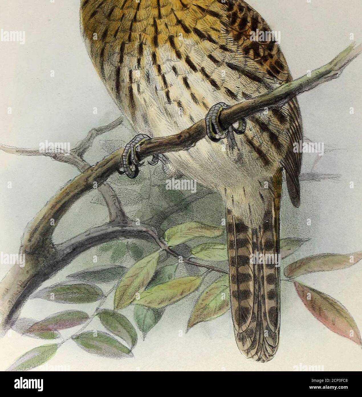 . Eine Monographie der jacamars und Puff-Vögel, oder Familien Galbulid und Bucconid. •**^JI. J. G. KeuIema.tis littk. BUCCO STRIOLATUS. HarikaTb imp. BUCCO STRIOLATUS. DIE STRIOLATED BLÄTTERTELLER XXXV. Bucco {ca]) ito) striolatiis, Pelz. Sitz. Ak. Wien, xx. S. 509 (1856).Nystalus striolatus, cab. Et Hein. Mus. Hein. iv. S. 140 (1863).Bucco striolatus, SCL. Bsp. ORN. S. 153, t. Ixxvii (1869).Bucco striolatus, Pelz. Orn. BHs. S. 22 (1871).Bucco striolatus, SCL. Et Salv. Nmencl. S. 106 (1873). Suprk fusco-nigricans, plumis omnibus rufscenti marginatis et fasciatis; nucha lat^j capitis lateribus e Stockfoto