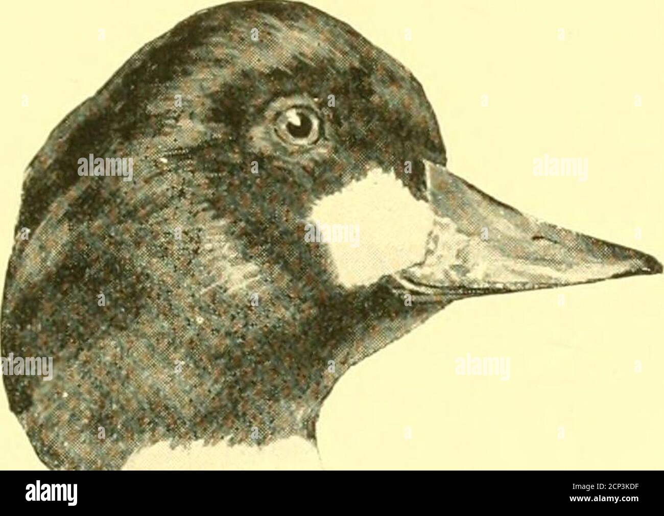 . Jagd und Fischerei in Florida, einschließlich eines Schlüssels zu den Wasservögeln bekannt, um in den Zustand auftreten. H grün: Zurück grau; specu=lum weiß. Länge, 17: Flügel, S.io: Tarsus, 1.50: Vy. I.So.ähnlich wie bei den vorhergehenden Arten unterscheidet sich die Wliicli onlv in der Lügenung etwas kleiner: Kopf schwarzmit purpurem Glanz; Speculum weiß. Aythya americana (männlich).Rotkopfente. Siehe Seite 226 Aythya americana ^female).Rotkopfente. Siehe Seite 226 Aythya marila nearctica (männlich).große Scaup-Ente.Blaubill. Siehe Seite 22S Aythya affinis (männlich).Lesser Scaup Duck.Bluebill. Siehe Seite 229 KKY BIS Nil, ^■.•n■.K ihrds oi Stockfoto