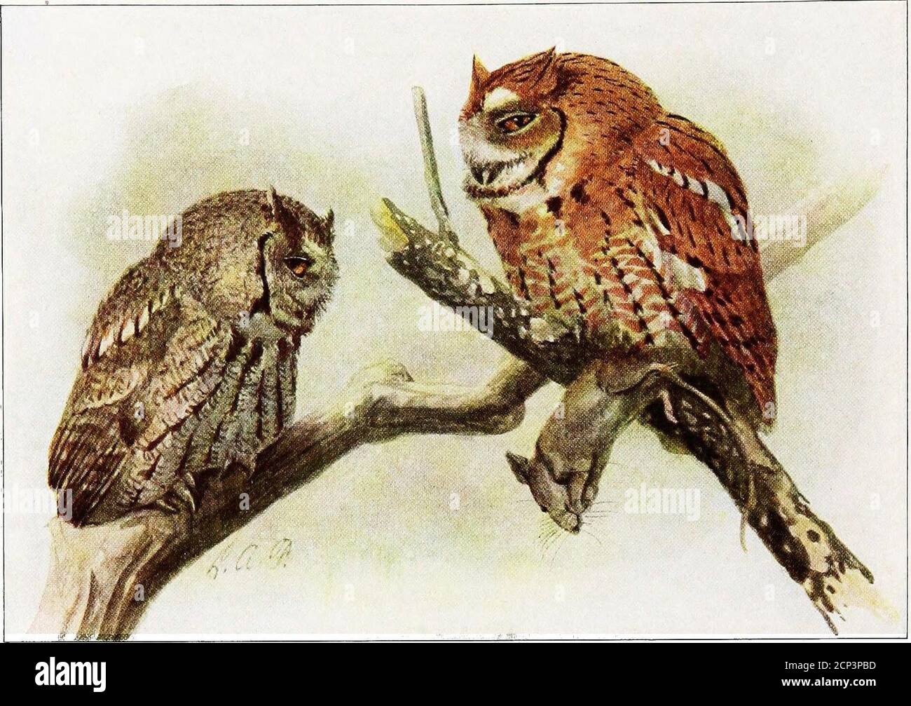 . Das Buch der Vögel : gemeinsame Vögel der Stadt und Land und amerikanische Wildvögel . Landmöwe. Ex-tensive Sümpfe, die an flache Seen angrenzen, sind ausgewählte Brutgebiete, und da viele Svichareas für landwirtschaftliche nutzflächen zurückgewonnen werden, obliegt es den Bodenbearbeitungsmaschinen, diese wertvolle Art zu züchten. Wenn störbeddiese Möwe wird ziemlich furchtlos und folgt dem Pflüger, um die Gruben und Würmchen aus den neu gedrehten Furchen zu sammeln. Es UVES al-most ausschließlich nach Insekten, von denen es consumes große Quantitäten. Sein herzhafter Appetit ist aus dem Inhalt von ein paar Mägen manifestiert:A, 327 nymp Stockfoto