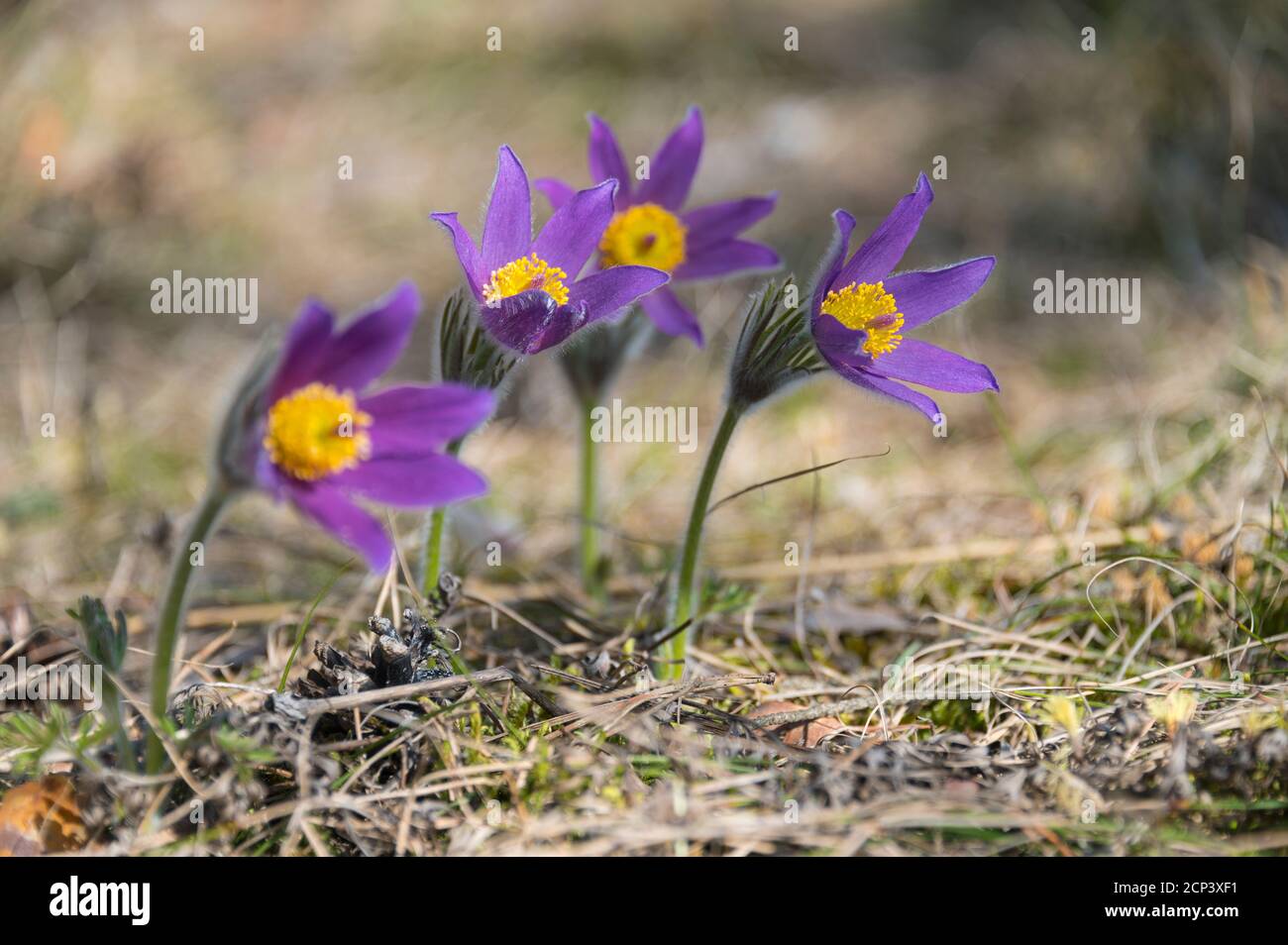 Pasque Blume, Pulsatilla vulgaris, blühend, Frühling Stockfoto