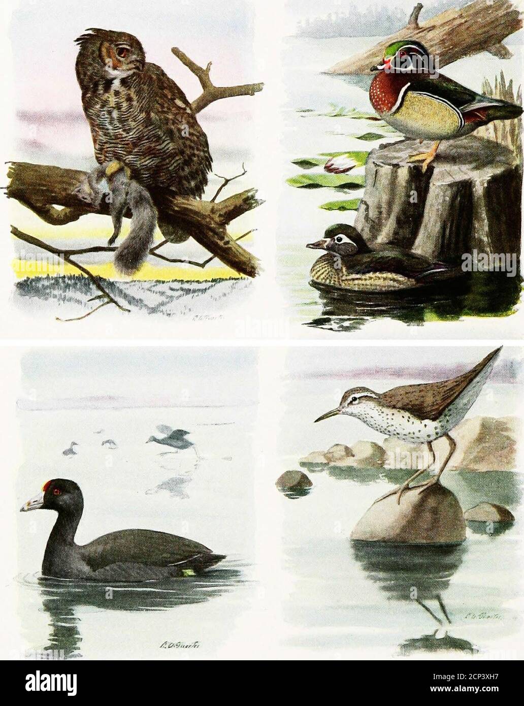 . Das Buch der Vögel: Gemeinsame Vögel der Stadt und Land und amerikanische Wildvögel. FOTO VON L. W. BRCWNELL MUTTER MACHT KEINE CHANCE OE LÄSST IHR KLEINES VERSCHÜTTEN AUF SEINER CLEANDRESS : EIN BRAUNER THRASHER FÜTTERT SEINE JUNGEN 43. Große gehörnte Eule Waldente Männchen, oben; Weibchen, unterSpotted Sandpiper 44 GROSSE GEHÖRNTE OWL (Bubo Virgin-ianus und Unterarten) Länge, ca. 22 Zoll. Die große Größe und die langen Ohrbüschel unterscheiden diese Eule ausreichend. Reichweite: Im größten Teil von Nord- und Südamerika ansässig. Diese, unsere größte Eule, bewohnt stark bewaldete und unbesiedelte Regionen und ist beco Stockfoto