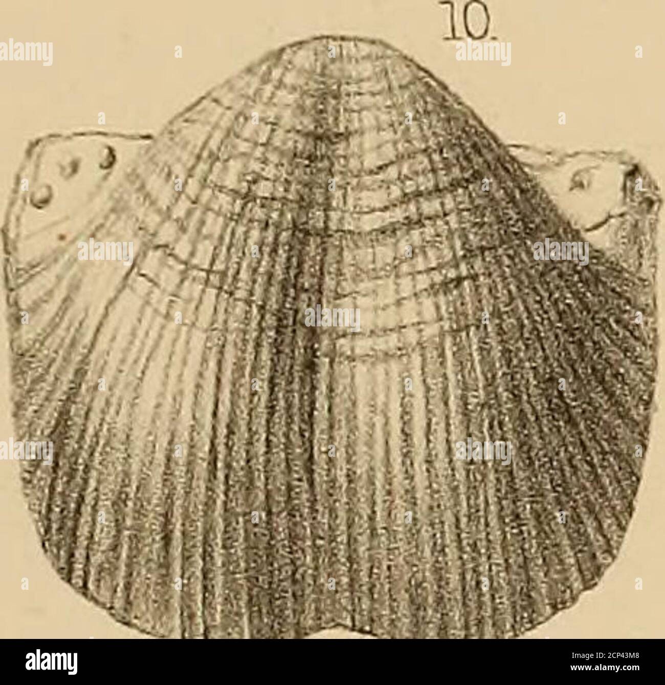 . Bericht über die geologische Erforschung der vierzigsten Parallele. Stockfoto