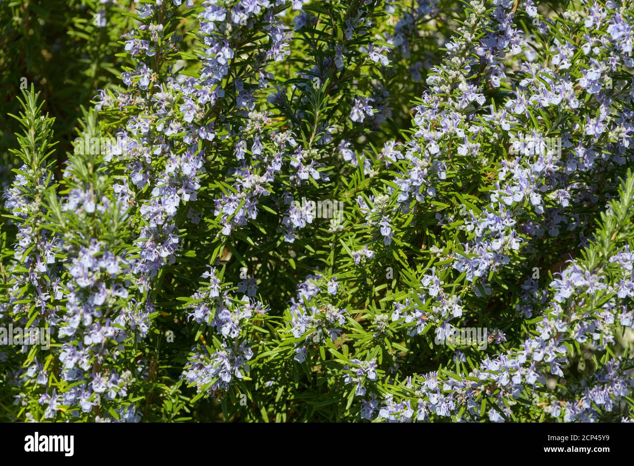 Rosmarinstrauch im garten gewuerz Fotos und Bildmaterial in hoher