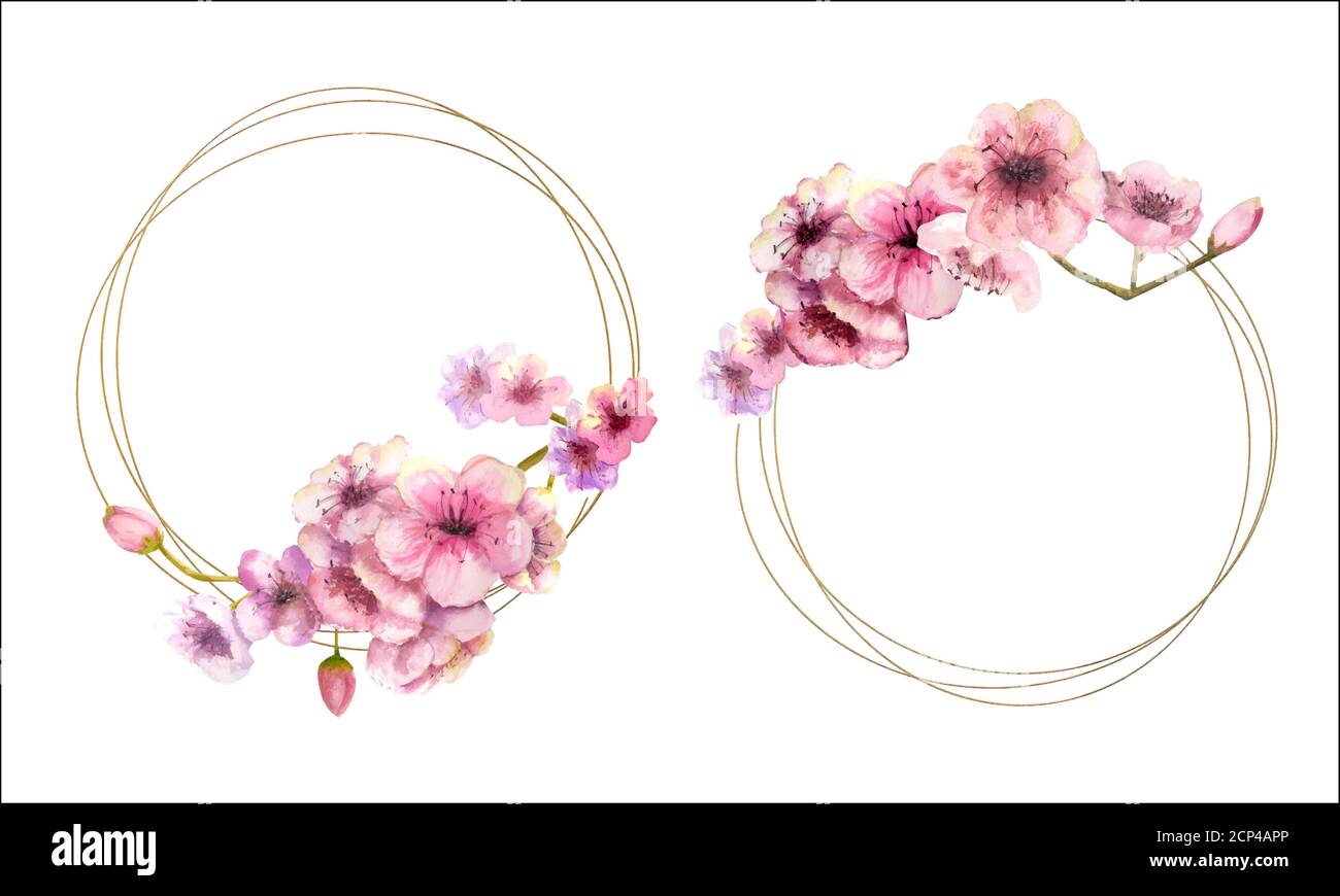 Kirschblüte, Sakura-Zweig mit rosa Blüten auf goldenem Rahmen und isoliert auf weißem Hintergrund. Bild des Frühlings. 2 Rahmen mit Aquarellblumen Stock Vektor