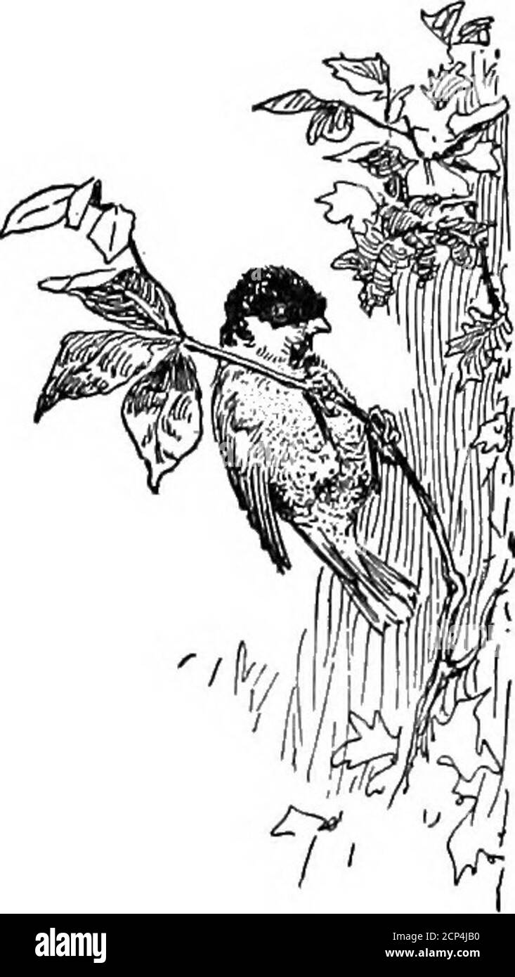 . Vögel der Luft . der Pfosten und verschwinden in ihre Tür.Ich konnte kaum sicher sein, dass es ein Vogel war. Es schien eher, als hätte der Wind ein kleines Bündel graues Moos gerührt. Hätte sie sich langsam bewegt, hätte ich sie vielleicht nicht gesehen, so dass sie ihre weiche graue Umhang Mischung mit dem Wetter-geschlagenen Holz und Moos tat. In ein paar Momenten erschien sie wieder, warteda Moment mit ihrem winzigen Kopf aus dem Knoten-Loch guckte, blitzte um den Pfosten aus Sicht; und als ich sie wieder sah war es, als sie plötzlich wieder neben themale erschien. Dann beobachtete ich ihn. Während seine Mateflüstert über die obere Schiene er fiel auf die mittlere ein, hüpfte Stockfoto