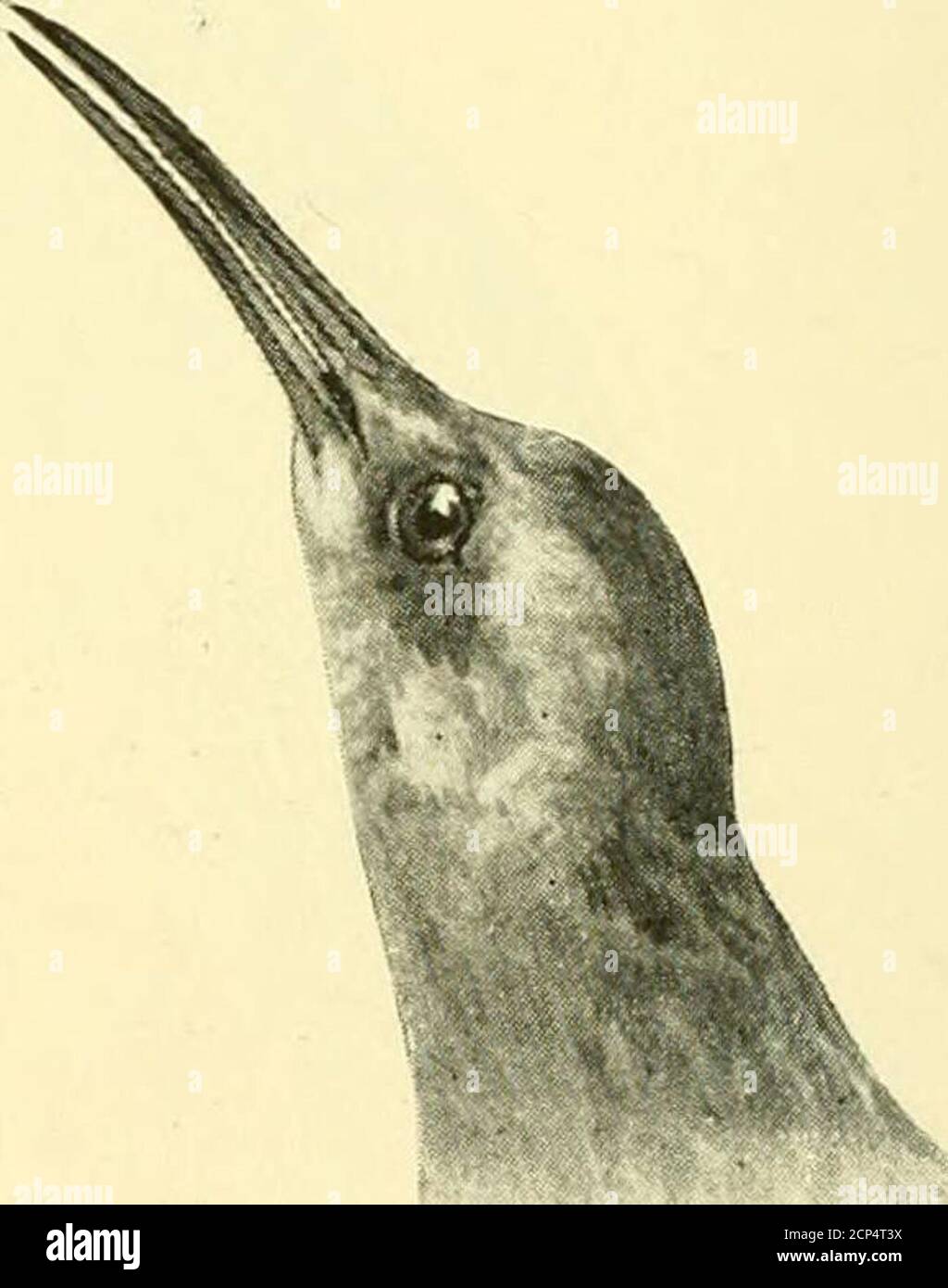 . Jagd und Angeln in Florida: Einschließlich eines Schlüssels für die Wasservögel bekannt, in den Staat auftreten. Rallye elegans. Rallus virginianus Diese Art bewohnt die Sümpfe von Ost-Vereinigte Staaten von Neu-England nach Süden. Es ist nicht ungewöhnlich in Florida, wo es brütet. Die Eier sind im Allgemeinen von neun bis zwölf, blass bräunlich weiß, mit rötlich braun gefleckt. SCHLÜSSEL ZU DEN WASSERVÖGELN VON FLORIDA. 265 RALLYE VIRQINIANUS Linn.Virginia Rail. Erwachsene: Mit- somewliat das Aussehen eines sehr kleinen Kiny; Schiene; obere Teile sind dunkel oder schwärzlich; Federn, die mit grauem Braun umrandet sind; Flügel Braue Stockfoto