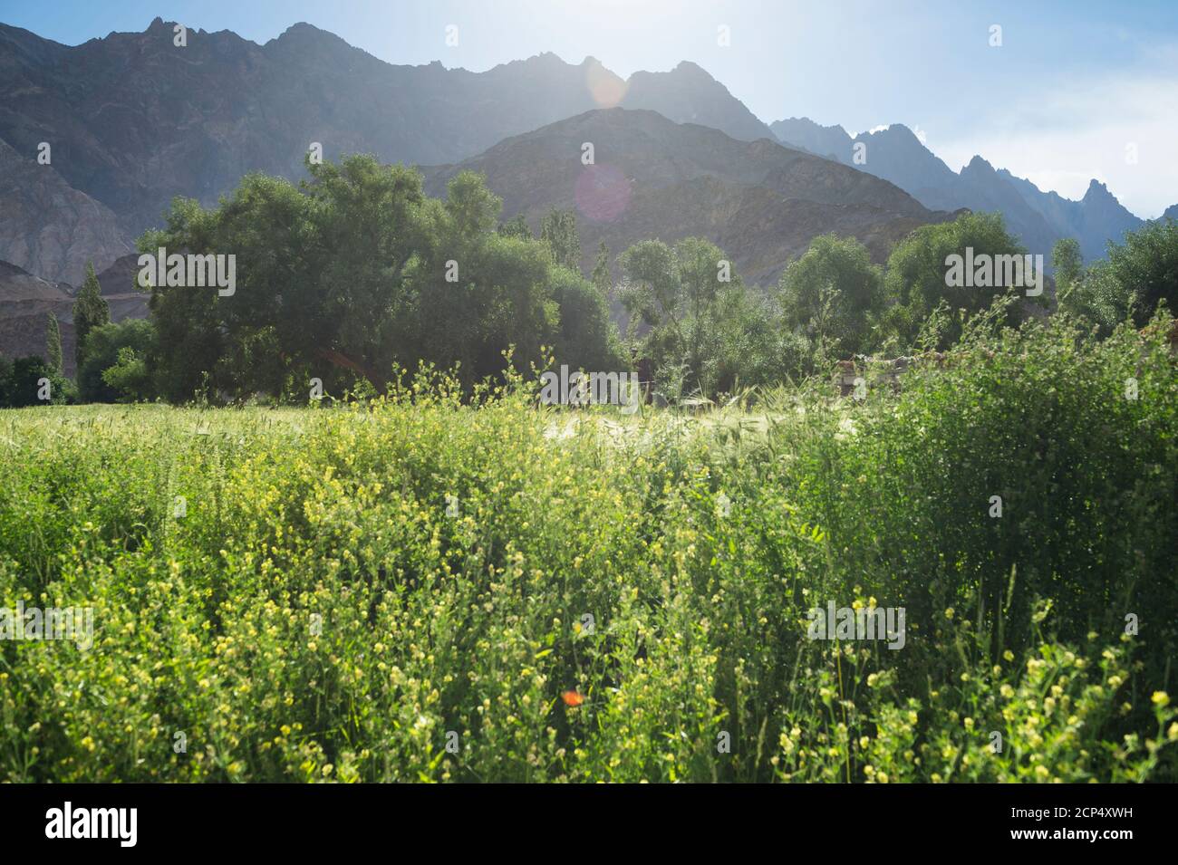 Das Dorf Chillen im Hemis Nationalpark Stockfoto