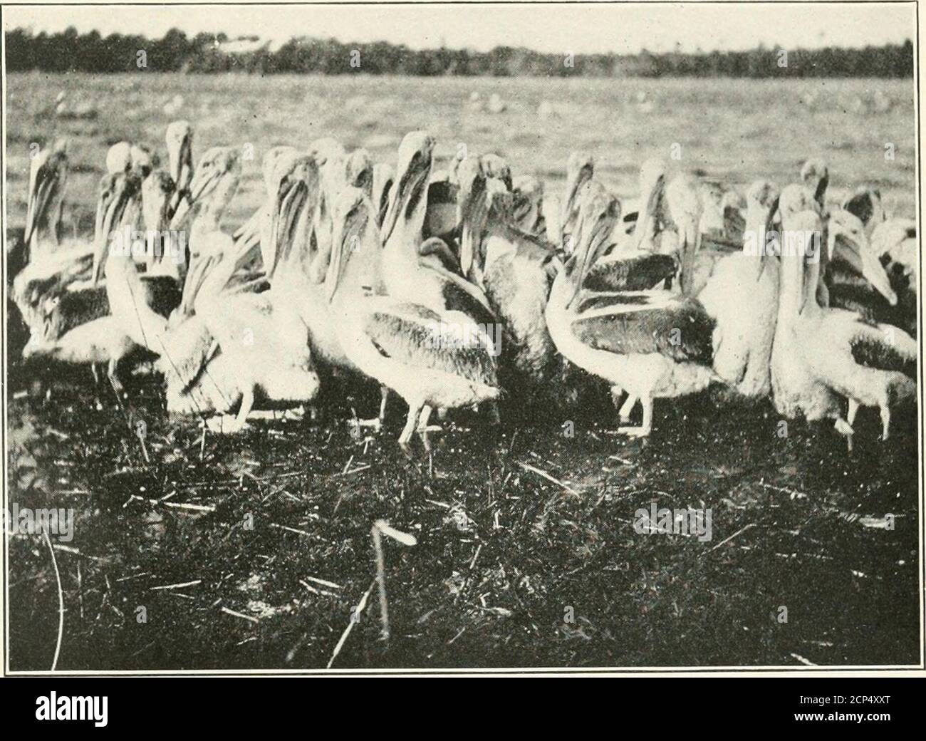 . Lebensgeschichten von nordamerikanischen Sturmvögeln und Pelikanen und ihren Verbündeten; Bestellen Sie Tubinares und bestellen Sie Steganopodes . da, unter den Florida Keys, und in den großen Vogelreservationen der Louisiana Küste, wo Speisefische reichlich vorhanden sind und wo sie ihre Freizeit Saison in der kongenialen, wenn nicht immer freundlich, Gesellschaft der königlichen Seeschwalben, Lachmöwen, man-o-war-Vögel und Florida Kormorane verbringen. VERTEILUNG. Brutgebiet. - hauptsächlich an der Südatlantik und Golfküste der Vereinigten Staaten, von South Carolina (Bulls Bay) bis nach Südtexas (Padre Island). Wahrscheinlich brütet unter der Großantille Stockfoto