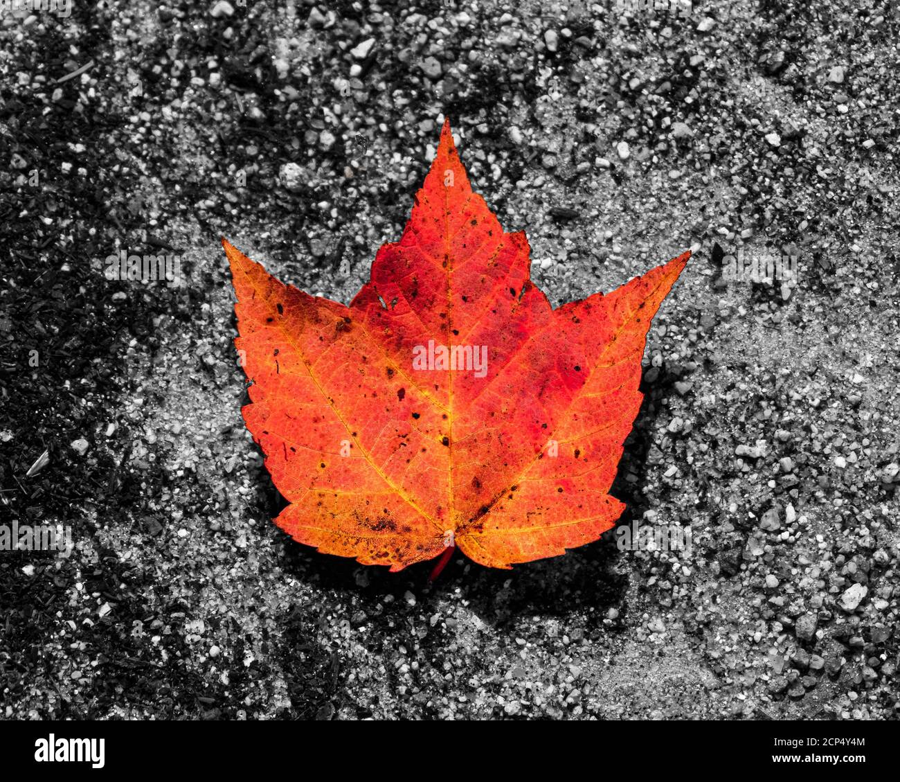Orange-rotes Ahornblatt auf einem Bachboden mit dem Stein um ihn herum in schwarz und weiß. Stockfoto