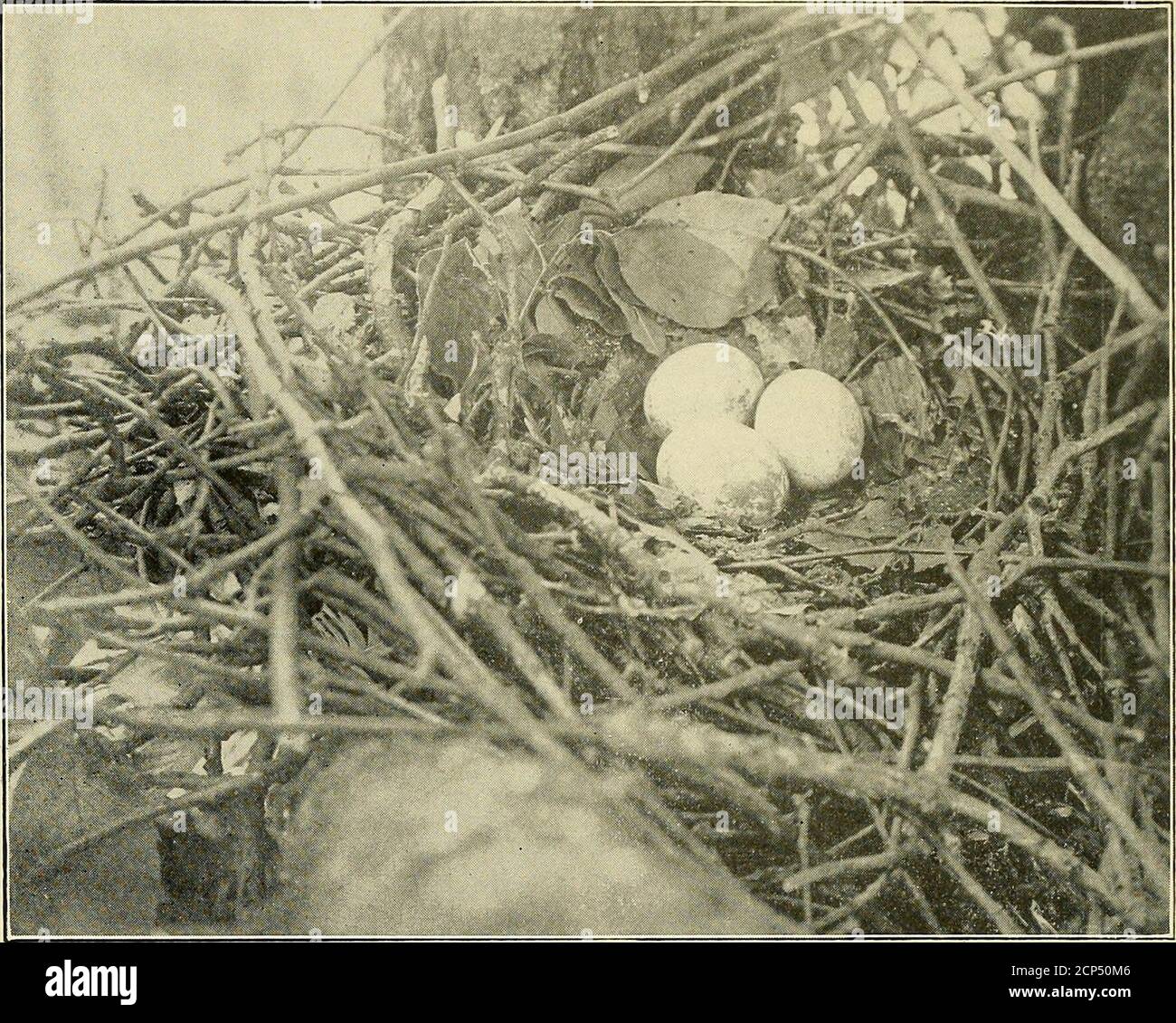. Der Oöloge: Für den Schüler der Vögel, ihre Nester und Eier. Für je 2.00 Dollar, die danach provedto Taubeneier sein. Wir glauben kaum, dass wir Hon-ecker die Exemplare schicken werden, die er uns anmaskt! R. M. Barnes. ELFENBEIN ABGERECHNET WOODPECKERSEGGS Ich habe eine Reihe von Elfenbein-billedWoodpeckers gekauft, mit Niststub, daser früher gehörte zu den späten JohnLewis CLilds. Eine Beschreibung der Einnahme dieses Nestes fand sich in The Warbler, Vol. I, 1905,Page 52, No. 2. Ich dachte, es könnte von einigen in-terest Oologists zu wissen, wo tliiaset ist. John E. Thayer, Lancaster, Mass. ÖL-REICHTUM unser alter Freund. Dr. W. S. Strode, Stockfoto