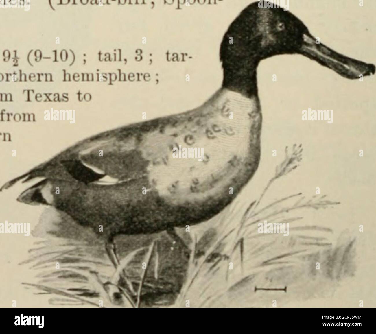 . Vögel der Vereinigten Staaten östlich der Rocky Mountains; ein Handbuch zur Identifizierung von Arten in der Hand oder im Busch. -Brühige, kastanienbraune bauchige, dunkelköpfige Ente mit blauem Flügelschlag und grünem Spekulum. Der Schnabel isspoon-förmigen, wobei fast doppelt so weit wie die Spitze als an der Basis. Die Femaleis sind hauptsächlich dunkel-])erwachsen fleckig (»n ein Buff Boden; die Mitte des Bauches ist am hellsten und der Rücken am dunkelsten. Die Flügel sind ähnlich wie die des Männchens. Der große, löffelförmige Knüppel zeichnet die Art aus. (Breitschnabel; Löffelschnabel-Ente.) Länge, 17-21 ; Flügel, 9^ (9-10) ; Schwanz, 3 ; tarsus, 1^ Stockfoto