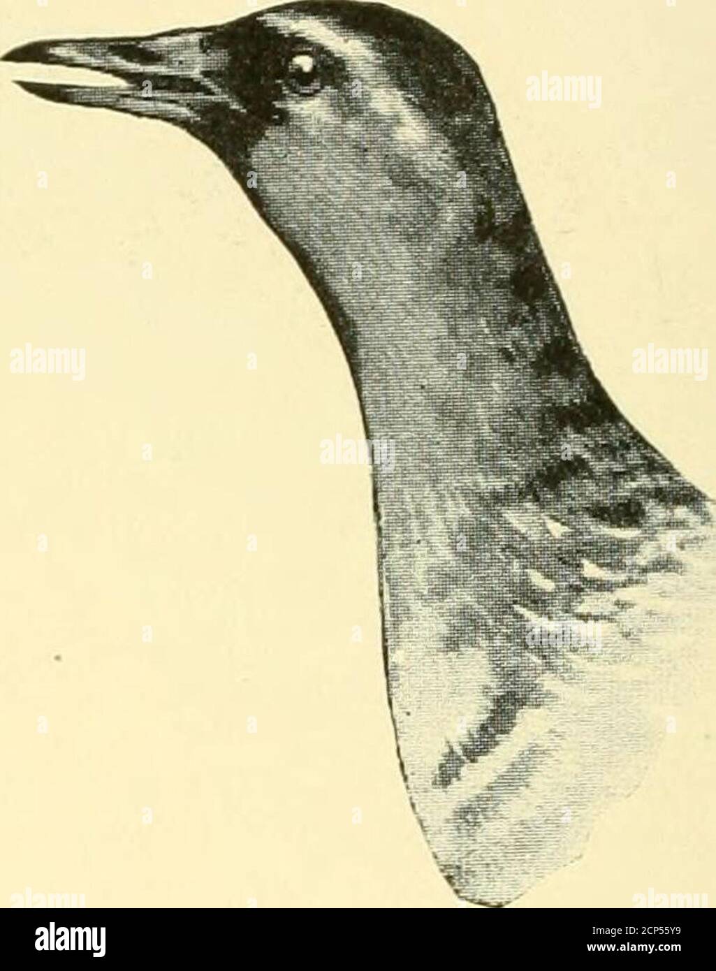 . Jagd und Angeln in Florida: Einschließlich eines Schlüssels für die Wasservögel bekannt, in den Staat auftreten. Rallus elegans. Irzana raroiina Lengtli. 14.50: Vin<;-, 5.75: Tarsus. 1.90: Bill, 2.10.Oberteile dunkelolivbraun; Flügeldecken nicht rufous braun. Rallye longirostris scottii. Scotts Rail. Siehe Seite 266 Länge, 8.75: Tragfläche. 4.20: Iarsus. 1.30: Bill. 1.50. Obere Teile dunkel: Kehle weiß: Bauch braun. Rallus virginianus. Virginia Rail. Siehe Seite 265 Länge, 8.40 : Flügel. 4.20 : Tarsus. 1.25: Bill. 75 to<^o.Ipper Teile dunkel : Kehle grau : ein Streifen auf der Oberseite des Kopfes und an der Basis der Schnabel schwarz ; lo Stockfoto