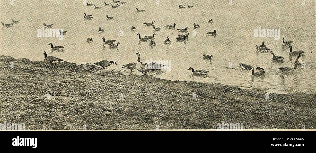 . Vogelkunde . EIN ROTBAUCHSPECHT SAMPLEDTHE SUET. DORT WEKi: SKVK.N RV-FÜNF GÄNSE IM TEICH die Trailer-Blind de Luxe 327 Zahl von neun kam vor 2.30. Mit 2.30 kamen dreißig Gänse, gefolgt in zehn Minuten um ein Dutzend mehr. Unter Datum des 22. April 1917, Ich finde diese Notizen: Kam zum Blinden über dem II occlock A.M. Es waren etwa fünfundsiebzig Gänse auf dem Teich und ein Blauschnabel. Gänse flogen weiter nördlich als gewöhnlich auf und stiegen im Fluss auf.Sie erhoben sich, bevor ich den Blinden erreichte, und flogen über den Teich und stiegen nördlich der Straße etwa eine halbe Meile von den Blinden auf. Keine Bilder heute. Ein Stockfoto