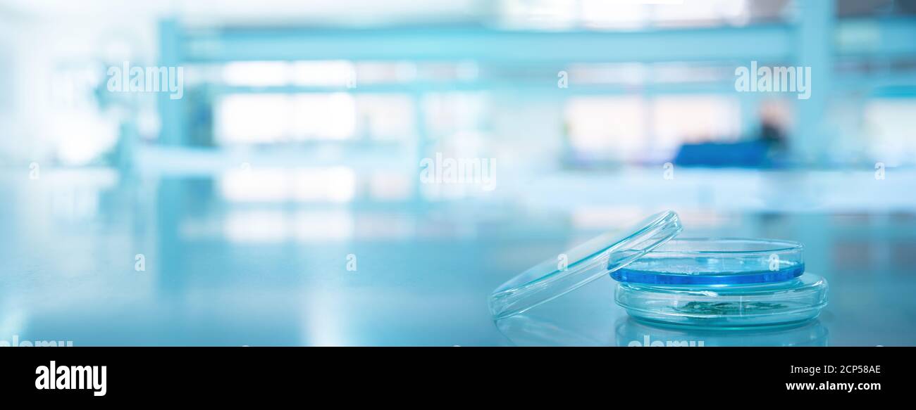 Glas Mikrobiologie Petrischale im medizinischen Gesundheitswesen Wissenschaft Labor blau Hintergrund des Banners Stockfoto