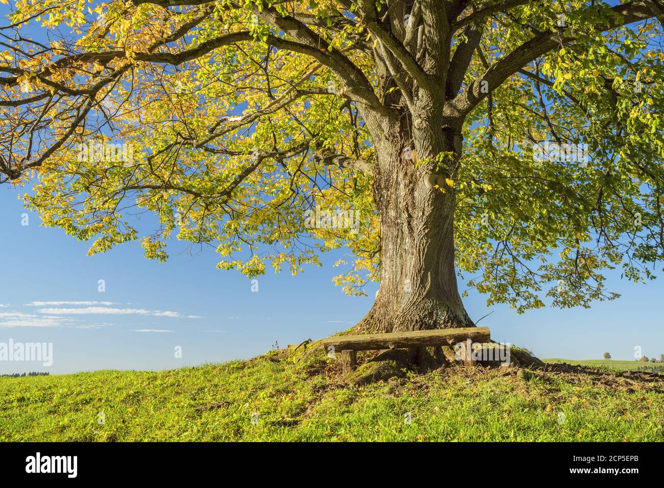 Buche im Herbst bei Roßhaupten, Ostallgäu, Allgäu, Schwaben, Bayern, Süddeutschland, Deutschland, Europa Stockfoto