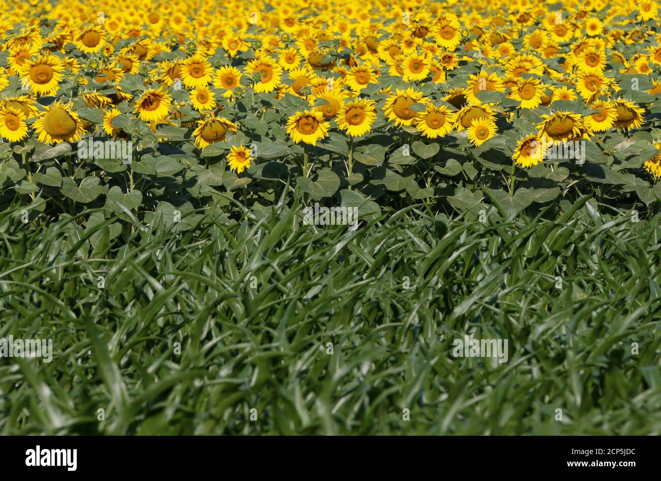 Sonnenblumen und Mais Pflanzen sind auf einem Feld nahe dem Dorf Grebeni,  Ukraine, 14. Juli 2016 gesehen. REUTERS/Valentyn Ogirenko Stockfotografie -  Alamy