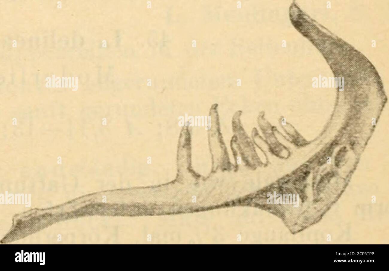 . Mammalia, Aves, Reptilien, Amphibien, Fische . Abb. 14 G Aspius aspiiis I. von da ah bis zum After gekielt. Mundöffnung vorhanden;Mundspalte sehr groß. Unterkiefer mit vorstehendem Kinn, vseineSpitze schachtelartig in eineVertiefung der oberen Kie-fer eingreifend. Schuppenklein. Schlundknochen (Abb. 147)langgestackt. Schlund-zähne jedersehs in zweiReihen, zu 3/5 – 5/3 ange-ordnet. Die Zahnkronenohne Kauflächen, unge-curbt, in spitzen Hakenendendend. Unsere einzige Art ist. Abb. 147. Aspius Aspius (L.). SchlundzähTio(natürlich. Grüße). Original. 150 Pappenheim, 44. Aspiiis aspiiis (L.), (Abb. L 146, S. Stockfoto