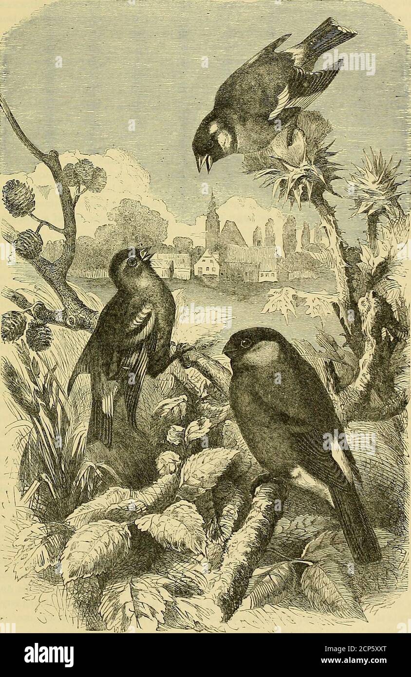 . Cassells Buch der Vögel. Esemblethe Mutter, und, wenn Nestlinge, sind von einem einheitlichen bräunlichen Grau mit bräunlichen Markierungen entlang dem Körper; Der Kopf ist bläulich, der untere Unterkiefer gelb, die Füße graubraun und das Auge dunkelbraun.die Birke Siskin ist von fast den gleichen Abmessungen wie das Linnet und ist ungefähr fünf Zoll lang andehight und eine halbe Zoll über den Flügeln; Das Weibchen ist in einem sehr kleinen Grad kleiner als ihr Partner, und beide Vögel unterscheiden sich von anderen Finken in der ungewöhnlichen Dehnung des Schnabels, der an den Seiten etwas konisch und zusammengedrückt ist, und durch ihre vergleichsweise stro Stockfoto