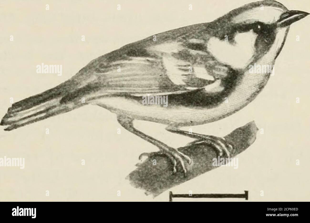 . Vögel der Vereinigten Staaten östlich der Rocky Mountains; ein Handbuch zur Identifizierung von Arten in der Hand oder im Busch. Cerulean Warbler FAM. VII HOLZWARMER 85. Kastanien-seitige Waldersler Olive und die unter Teilen seidig-weiß; die Seiten sind sometesblotched mit Kastanie; ein Bewohner der buschigen Grenzen. Länge, 5; Flügel, 2^; Schwanz, 2; CUL-Men, f. Eastern UnitedStates aus den Ebenen, einschließlich südlichen Onta-rio; Zucht von Nord-ern New Jersey und cen-tral Illinois nordwärts (südwärts nach Georgien in den Bergen), und Sieg-tering in den Tropen. 20. Baßlaubsänger (OGO. Den Stockfoto