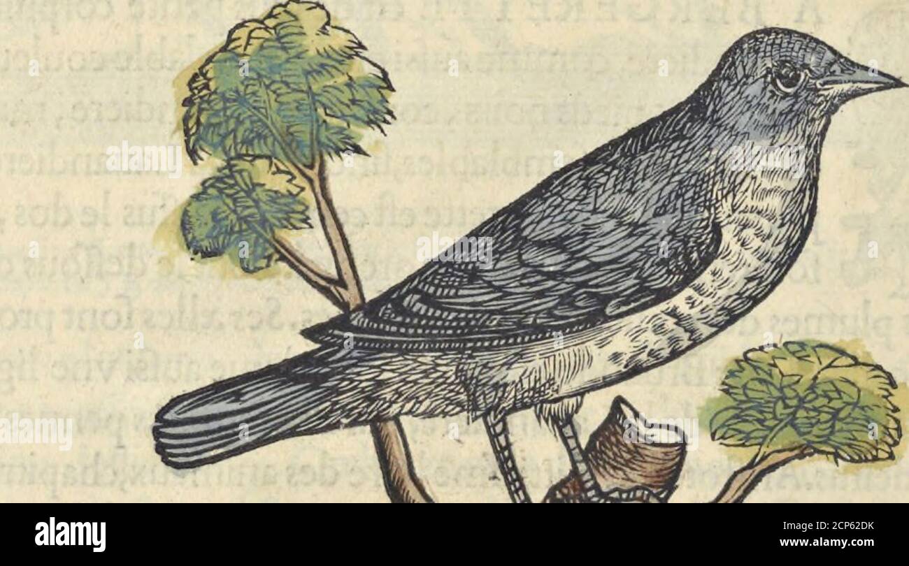 . L'histoire de la natvre des oyseavx : avec levrs Beschreibungen, & naïfs portraicts retirez du natvrel, escrite en sept livres . Stockfoto