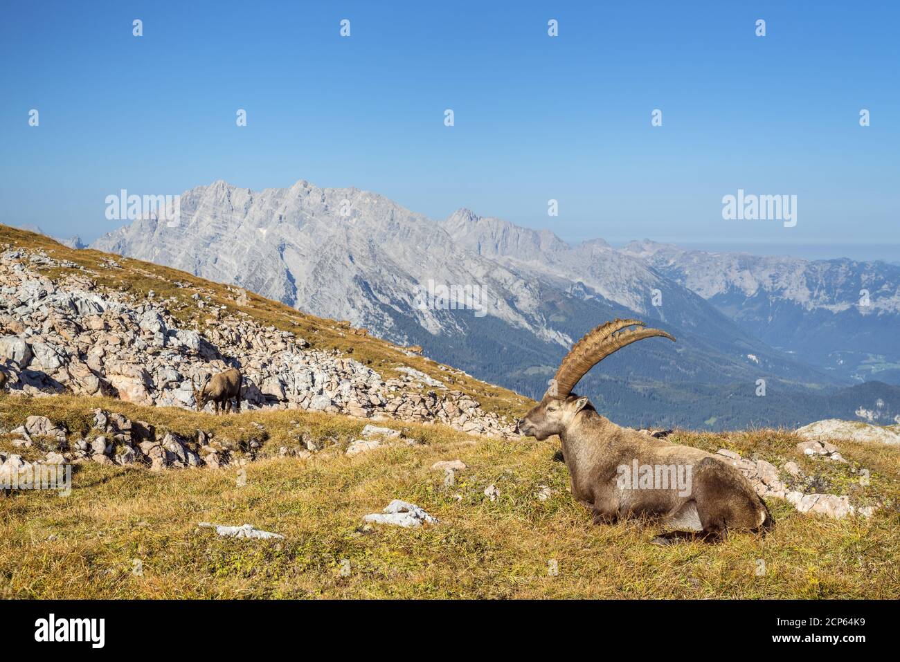 Steinbock auf dem Schneibstein (2,276 m) im Hagengebirge vor dem Watzmann-Massiv, auf der Wanderung kleine Reibn am Königssee, Schönau am Königssss Stockfoto